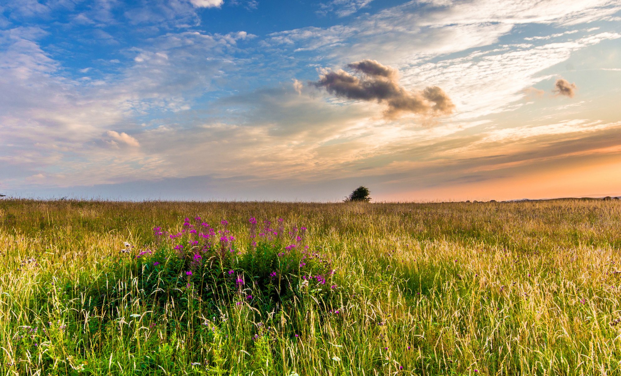 west sussex inglaterra reino unido paisaje naturaleza campo hierba flores brezo puesta de sol noche