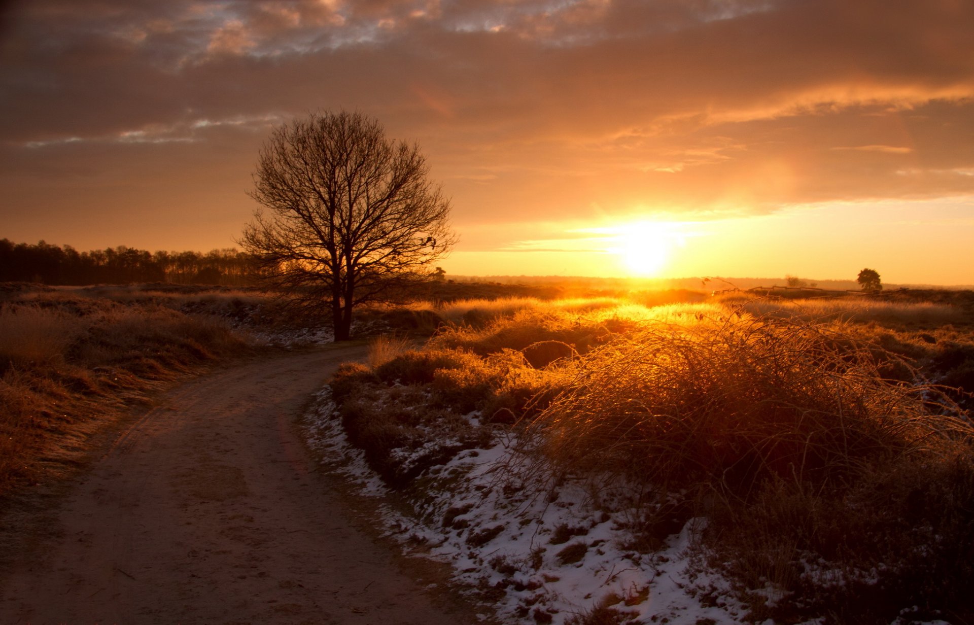 erba neve strada albero sole tramonto