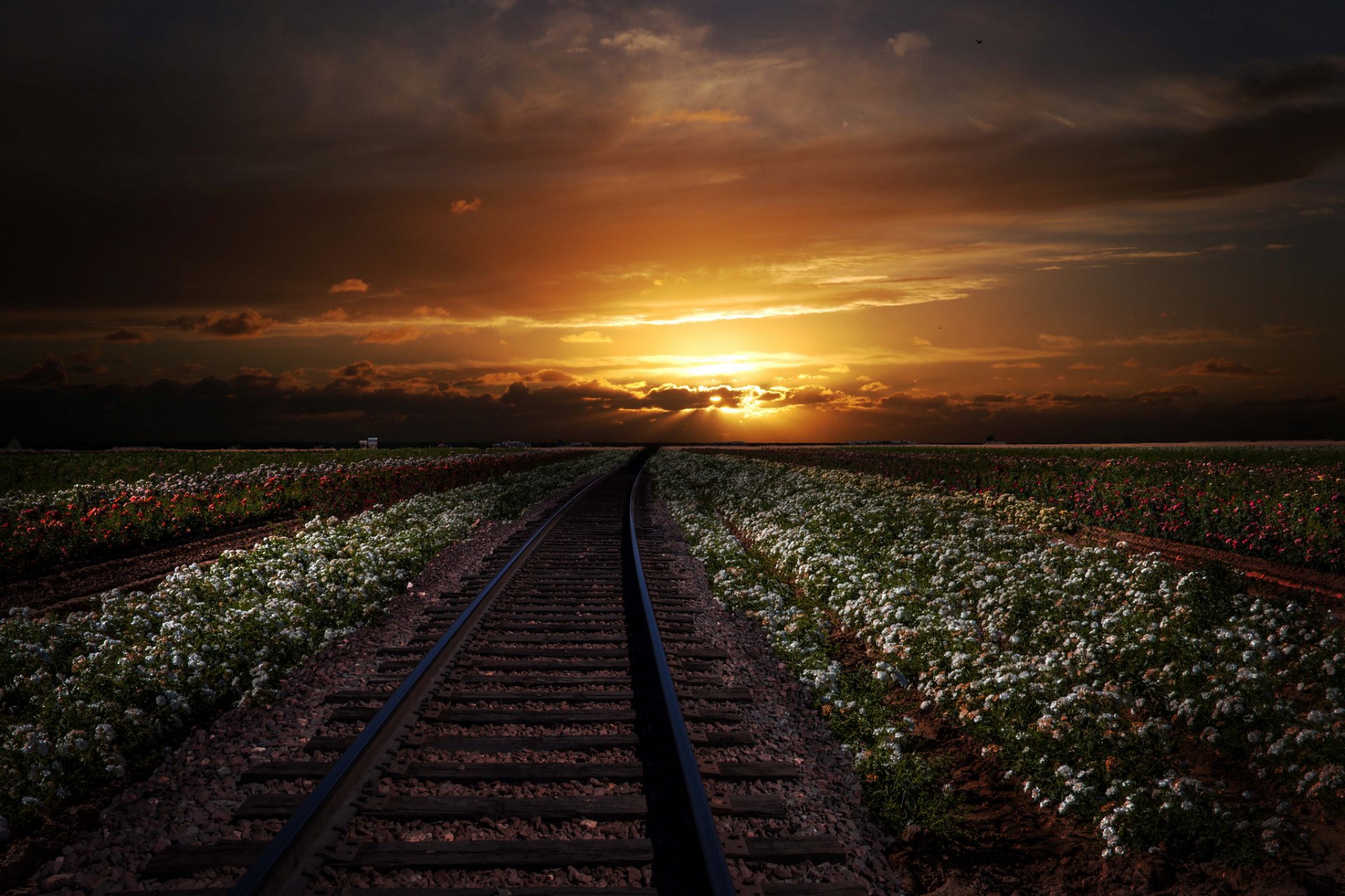 carriles ferrocarril campos flores dal puesta de sol