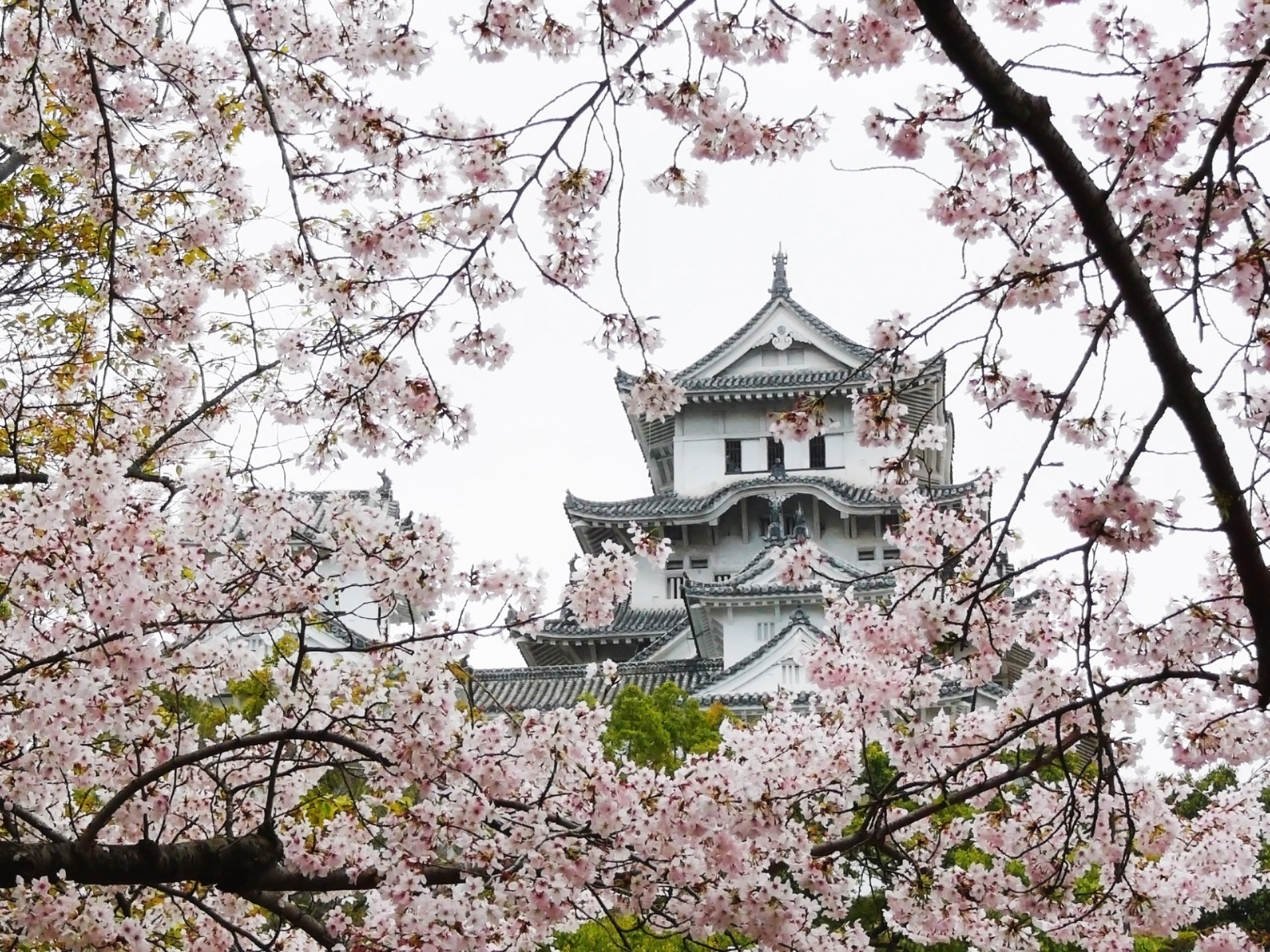 sakura krajobraz japonia