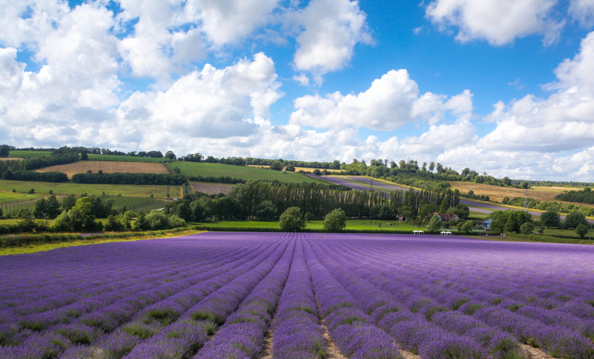 ferme du château shorham kent angleterre champs lavande nuages