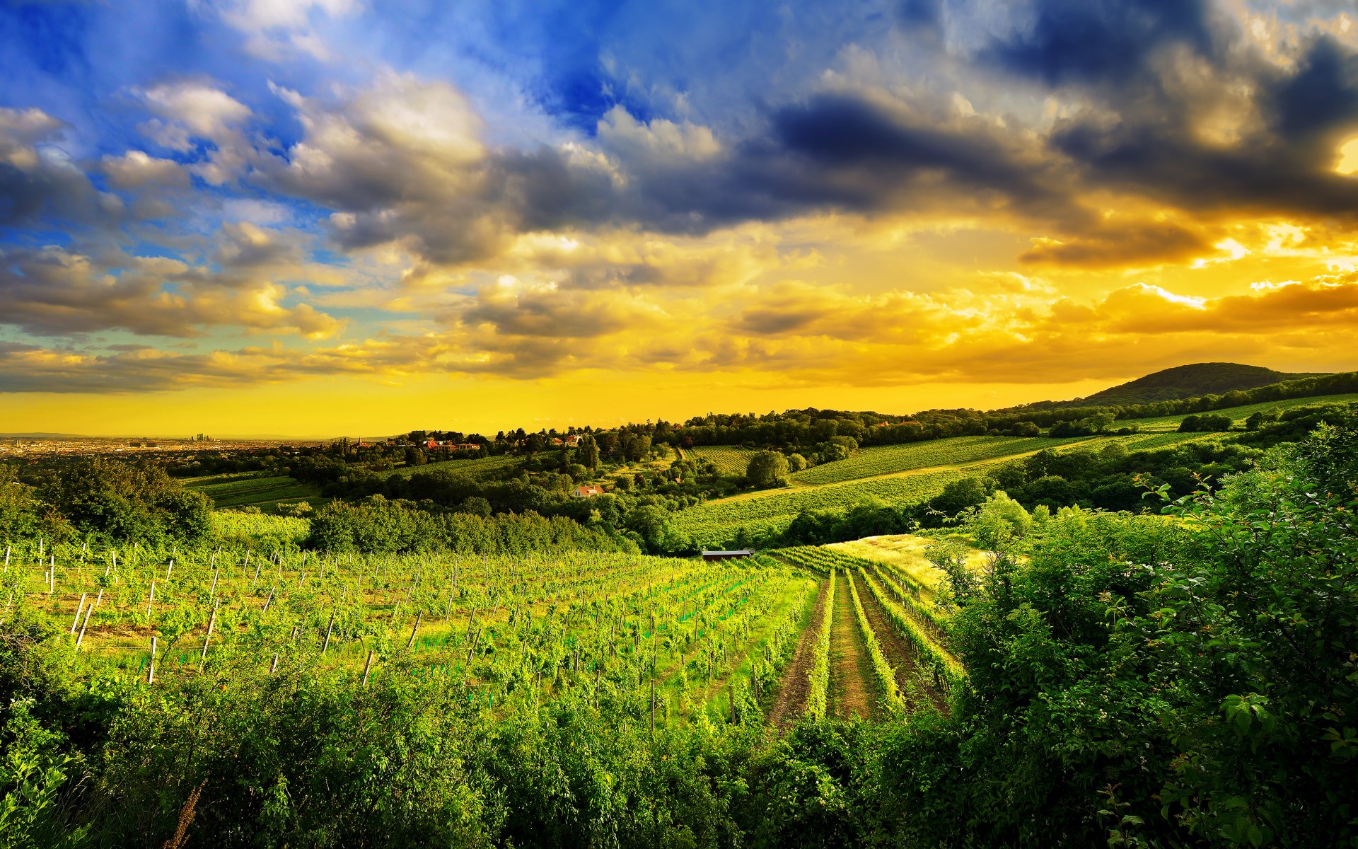 colline di kahlenberg a nord-ovest di vienna austria natura vigneti