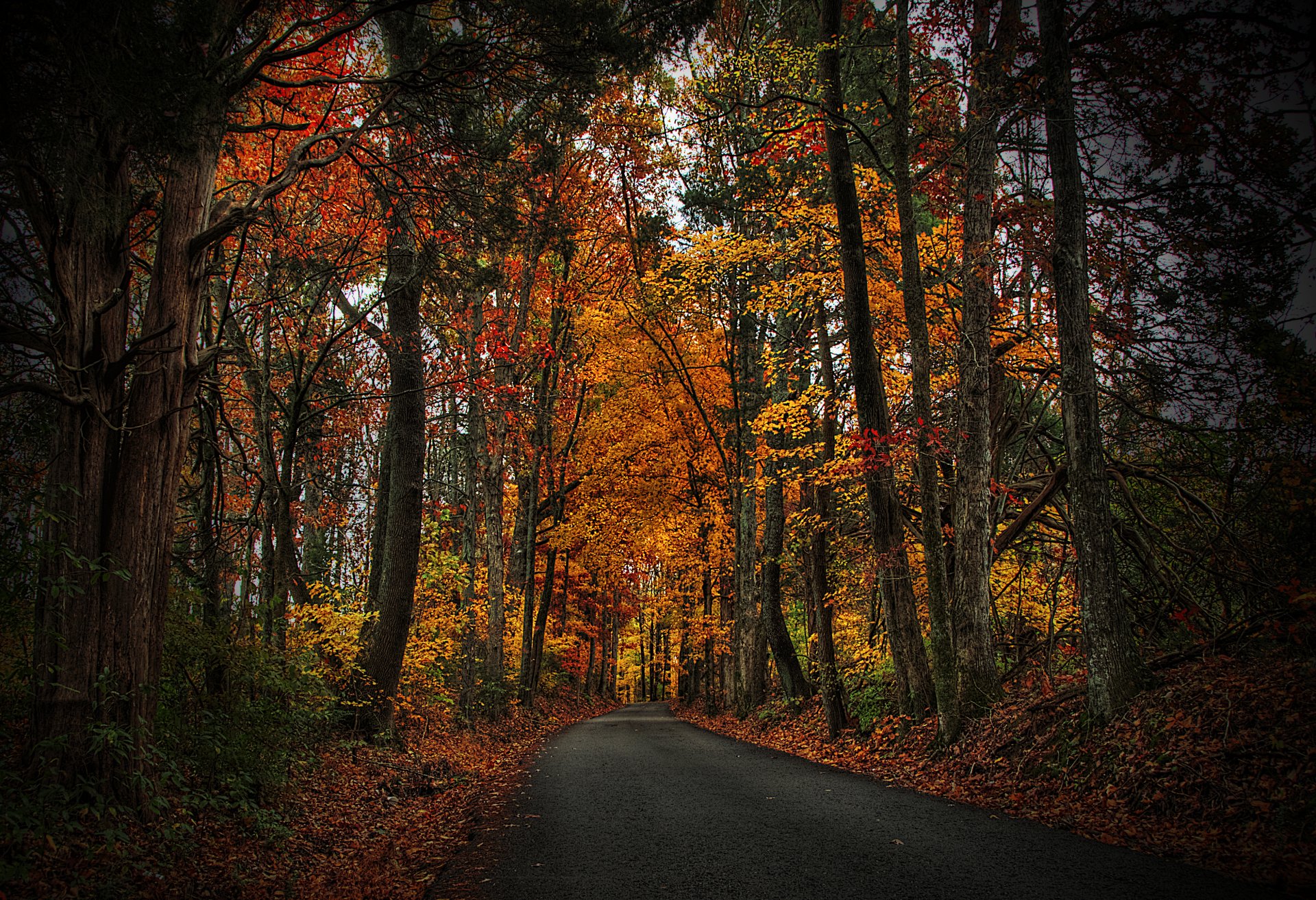 feuilles arbres forêt parc automne marche hdr nature route