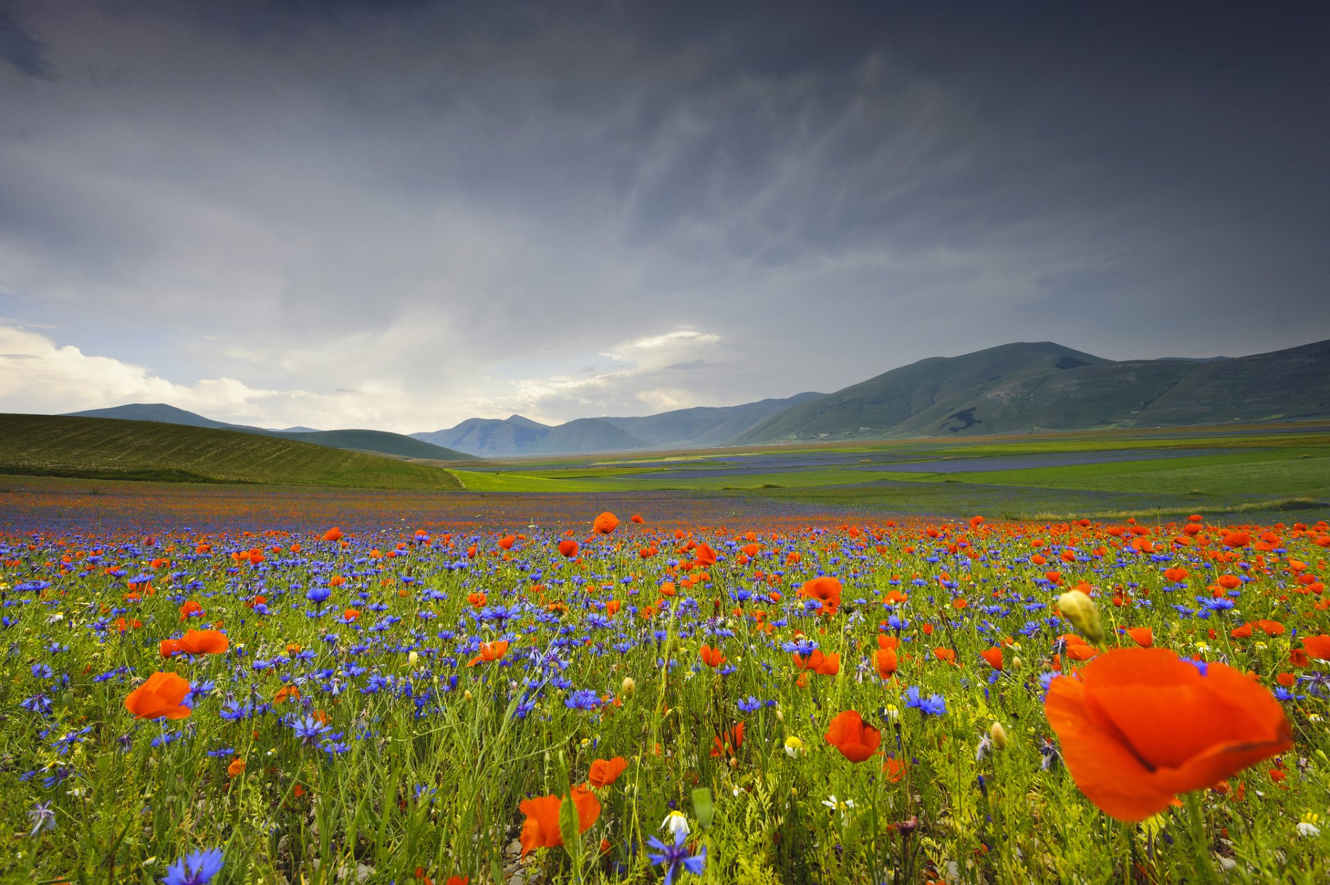 italie ombrie montagnes vallée fleurs coquelicots bleuets