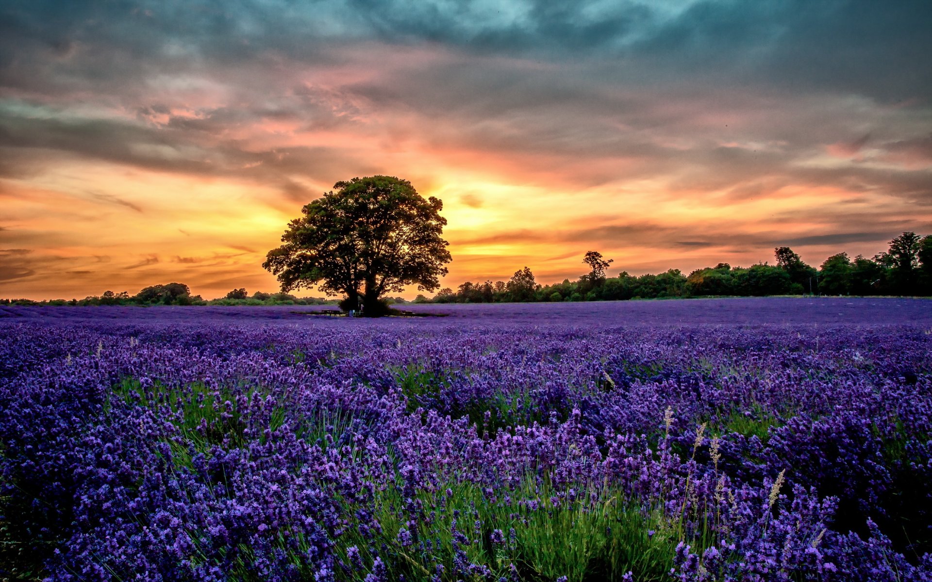 lavande champ paysage coucher de soleil fleurs