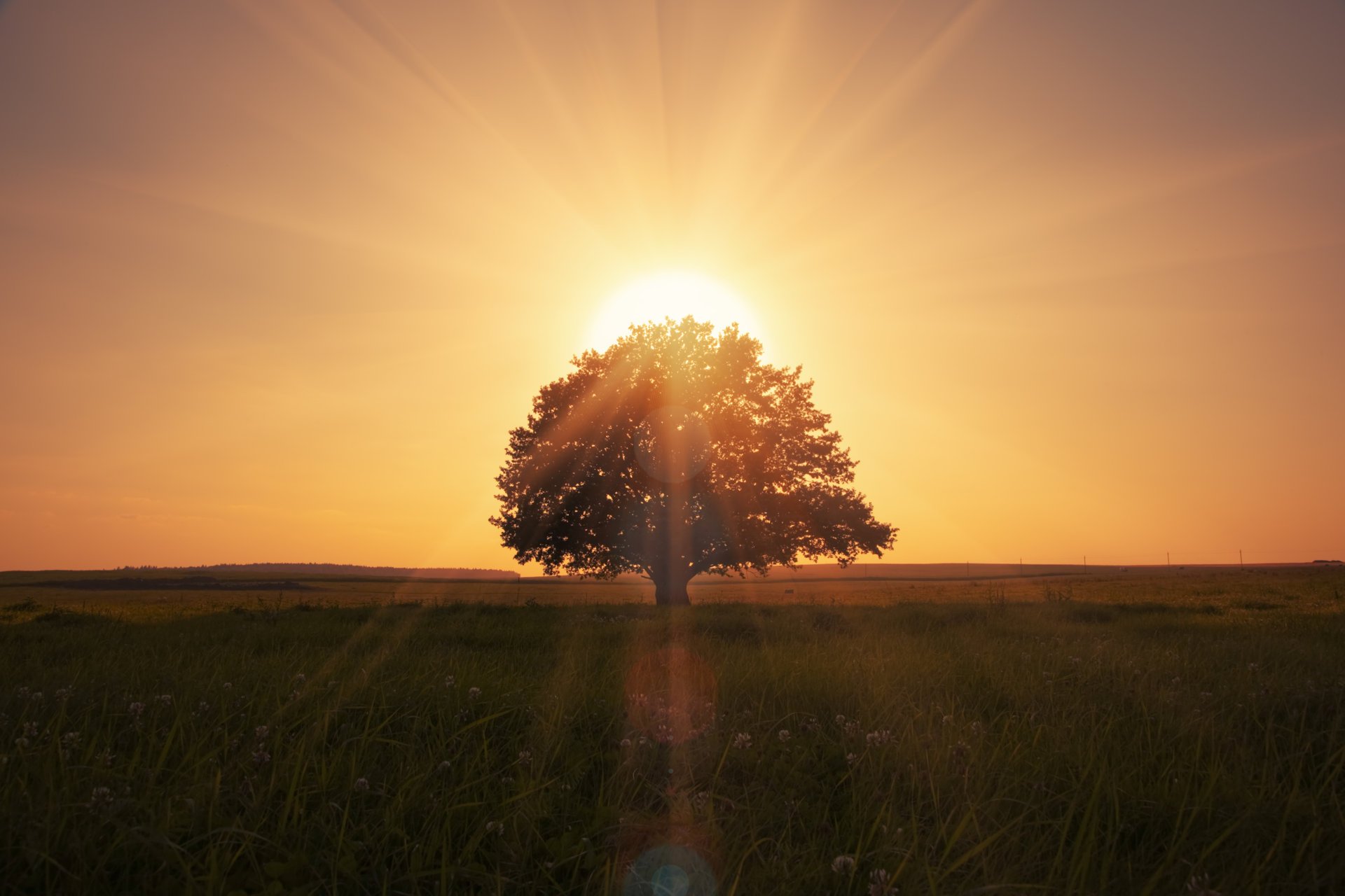 paesaggio natura albero solitario bella scena alba magica campo erboso alba magica