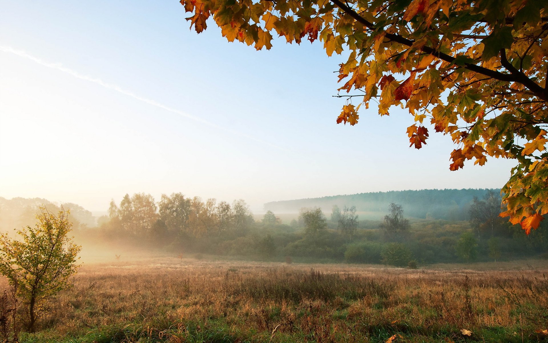 matin champ brouillard paysage