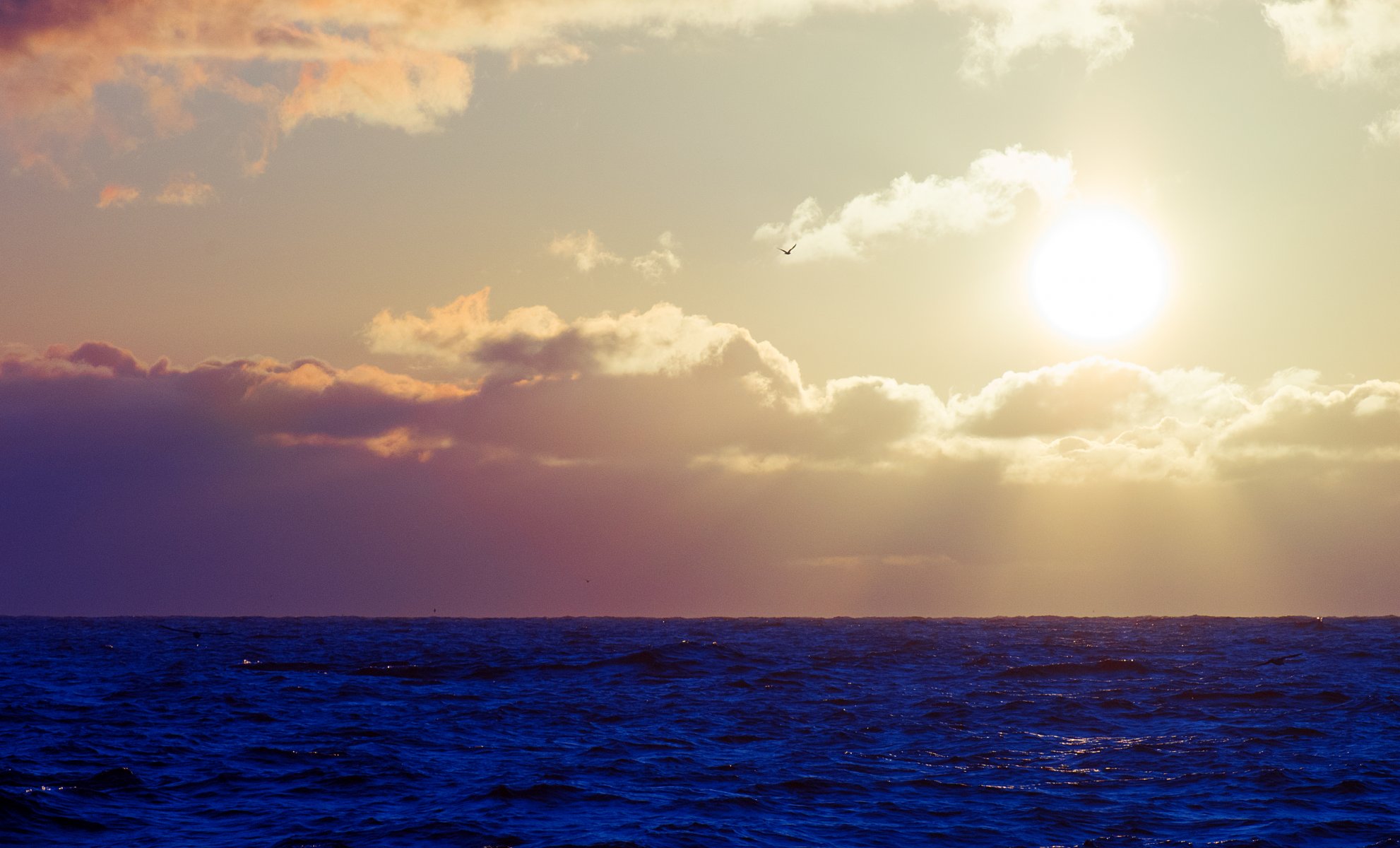 mar olas cielo sol nubes pájaro gaviota