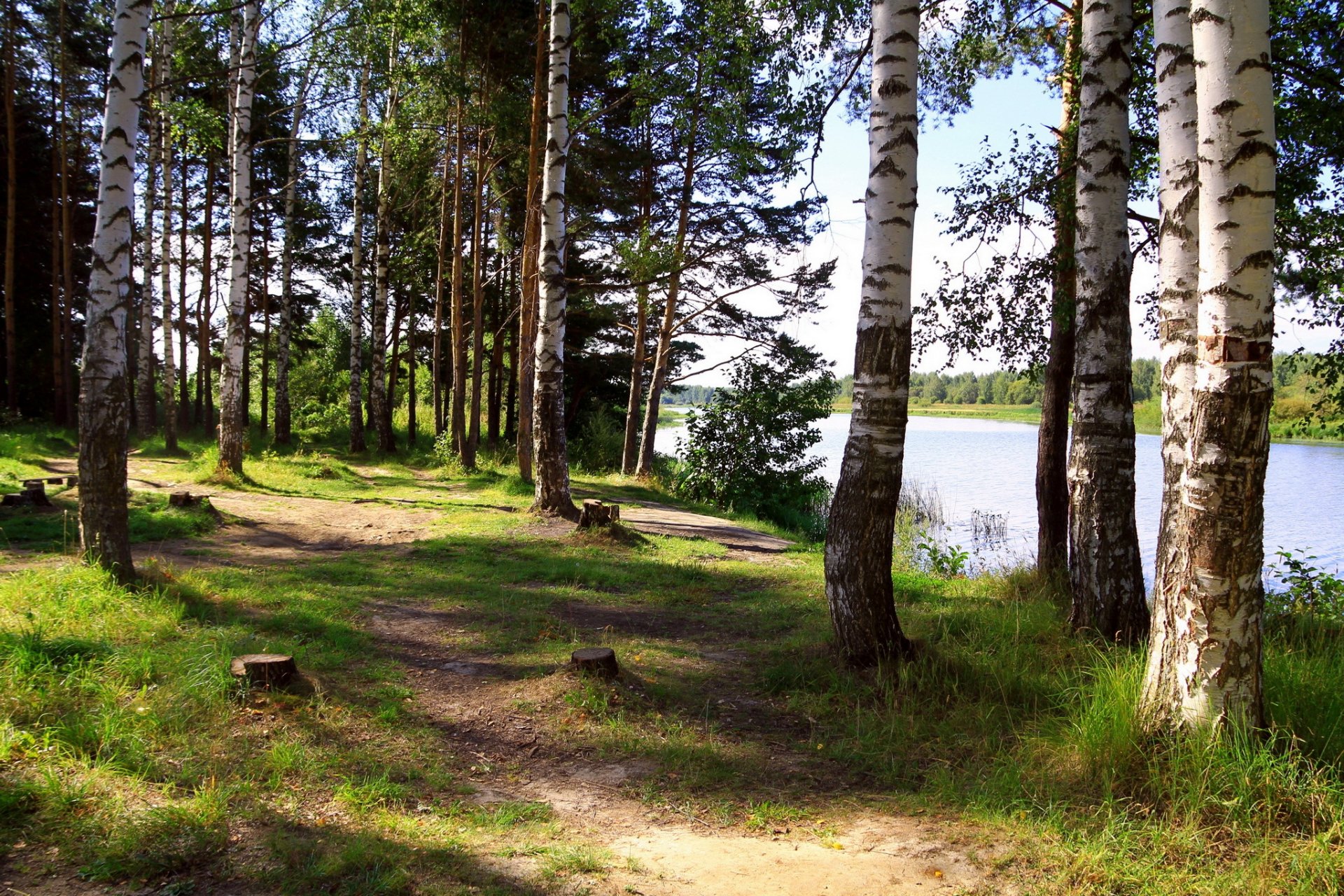 rzeka rosja jarosław solnica drzewa brzozy natura zdjęcia