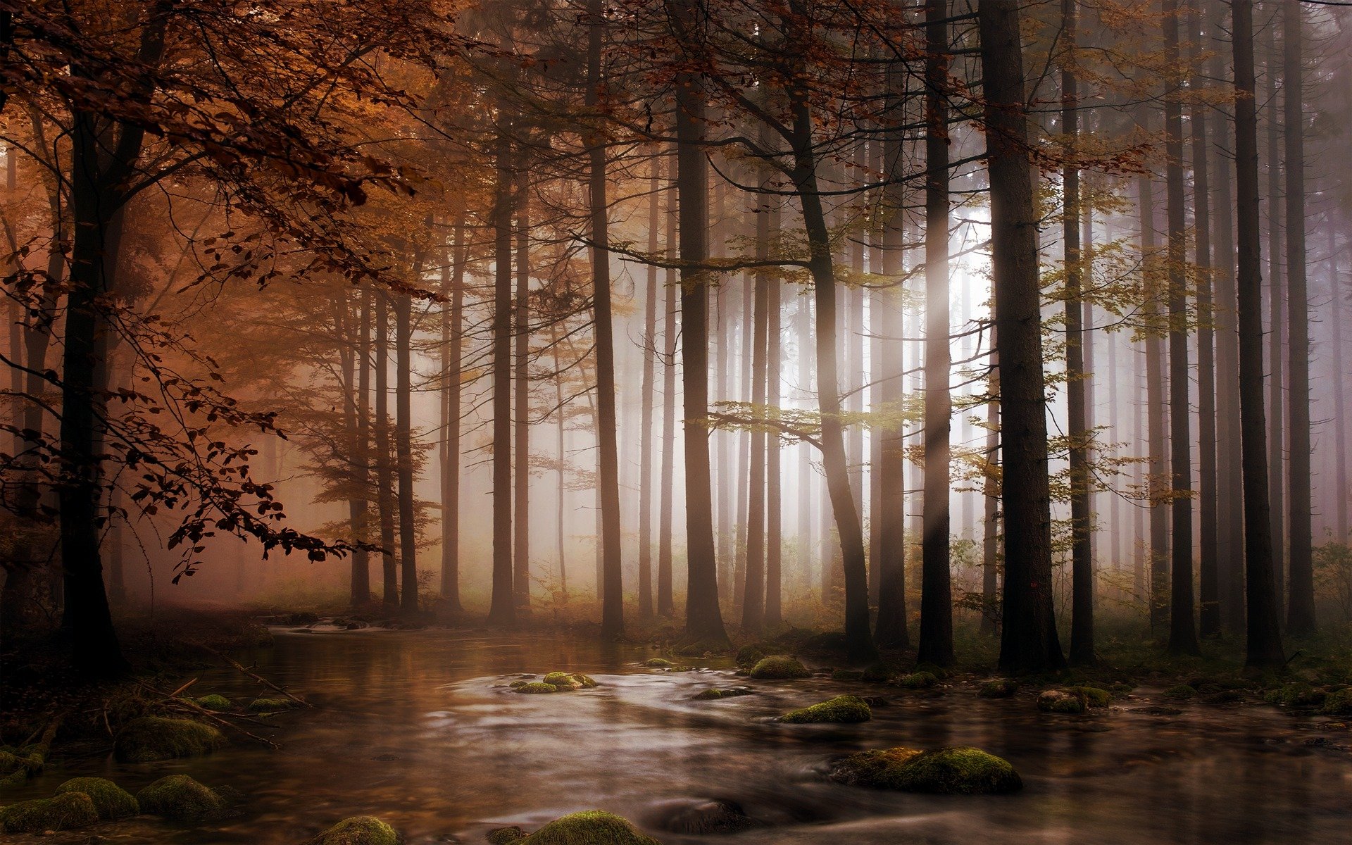 wald bäume kronen licht fluss steine moos