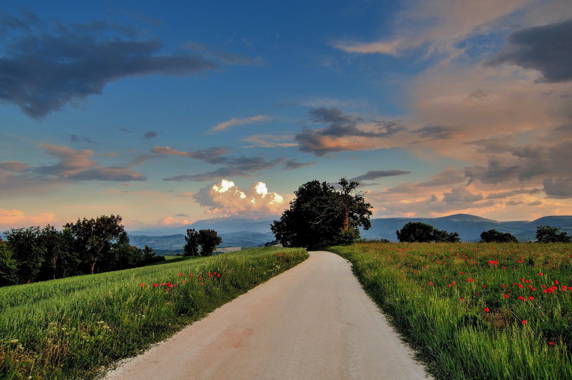 hügel felder mohnblumen bäume straße abend