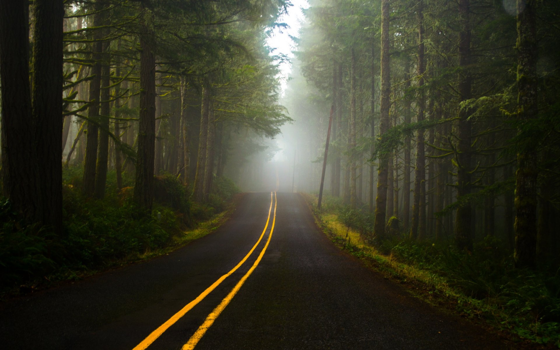 forêt route brouillard