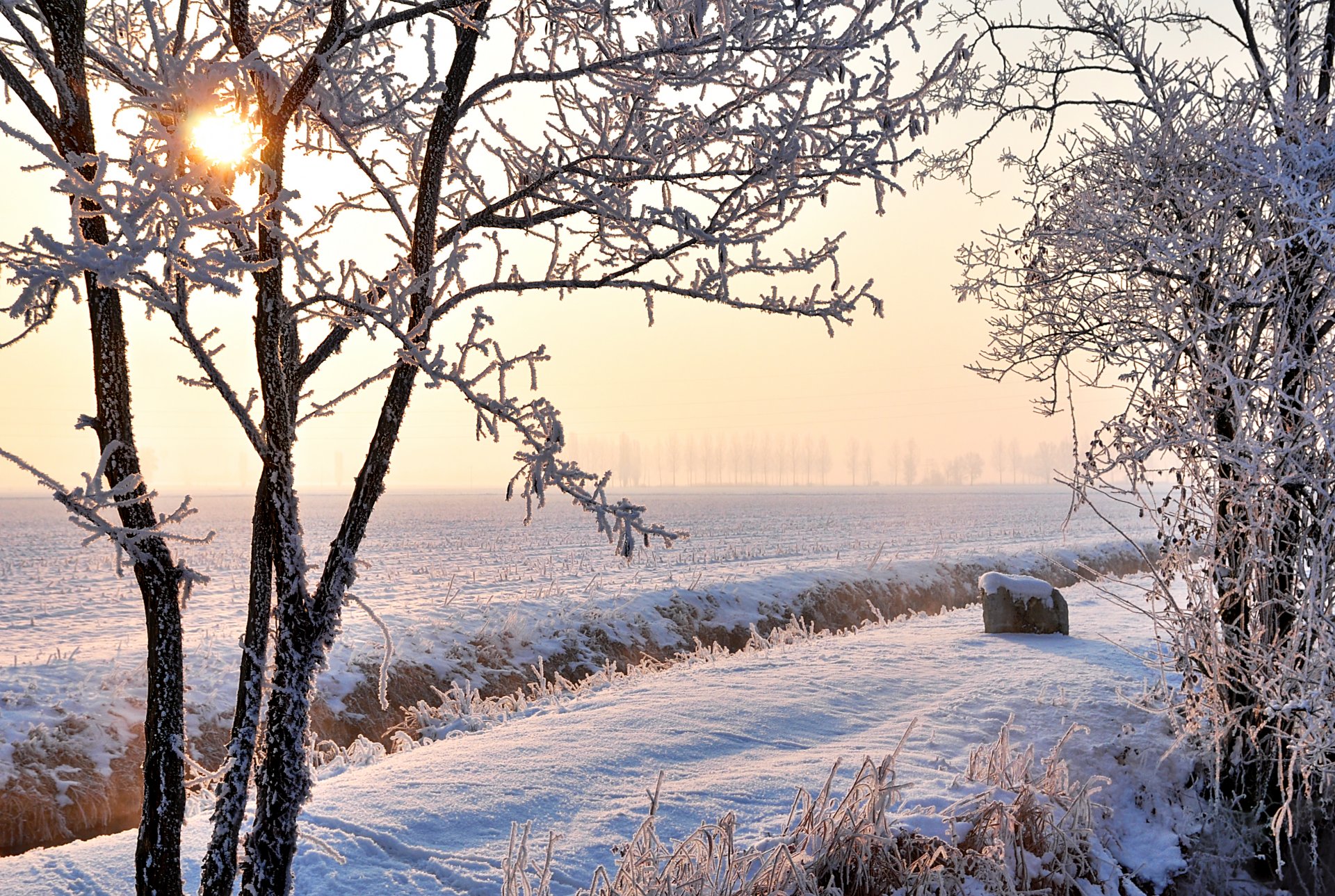 winter the field snow tree frost sun