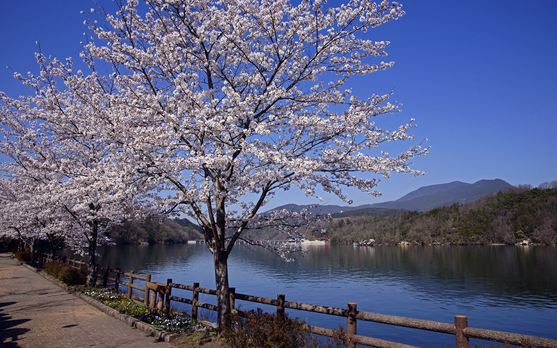 japan sakura frühling fluss