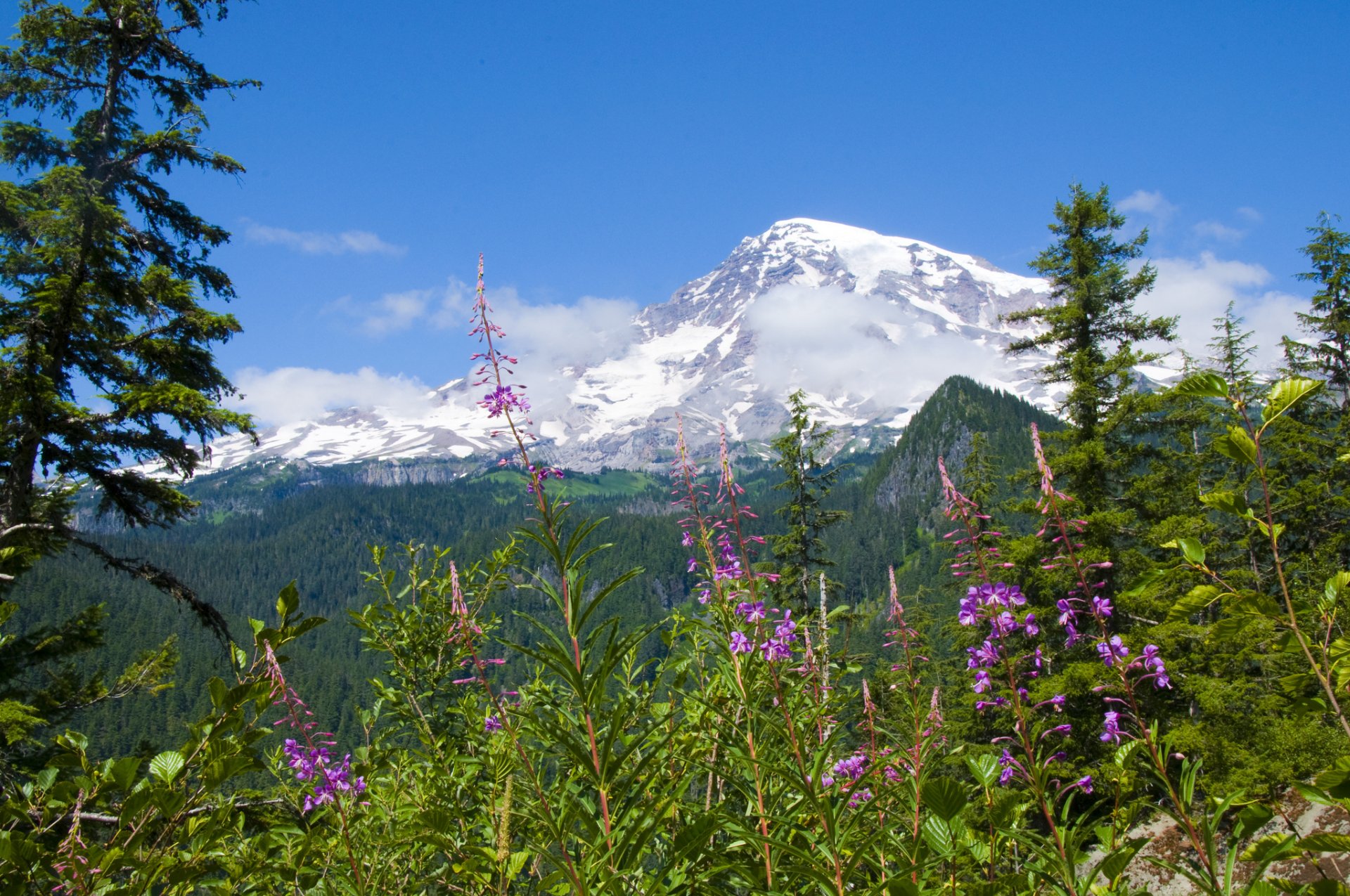 mont rainier parc national du mont rainier fleurs forêt montagnes