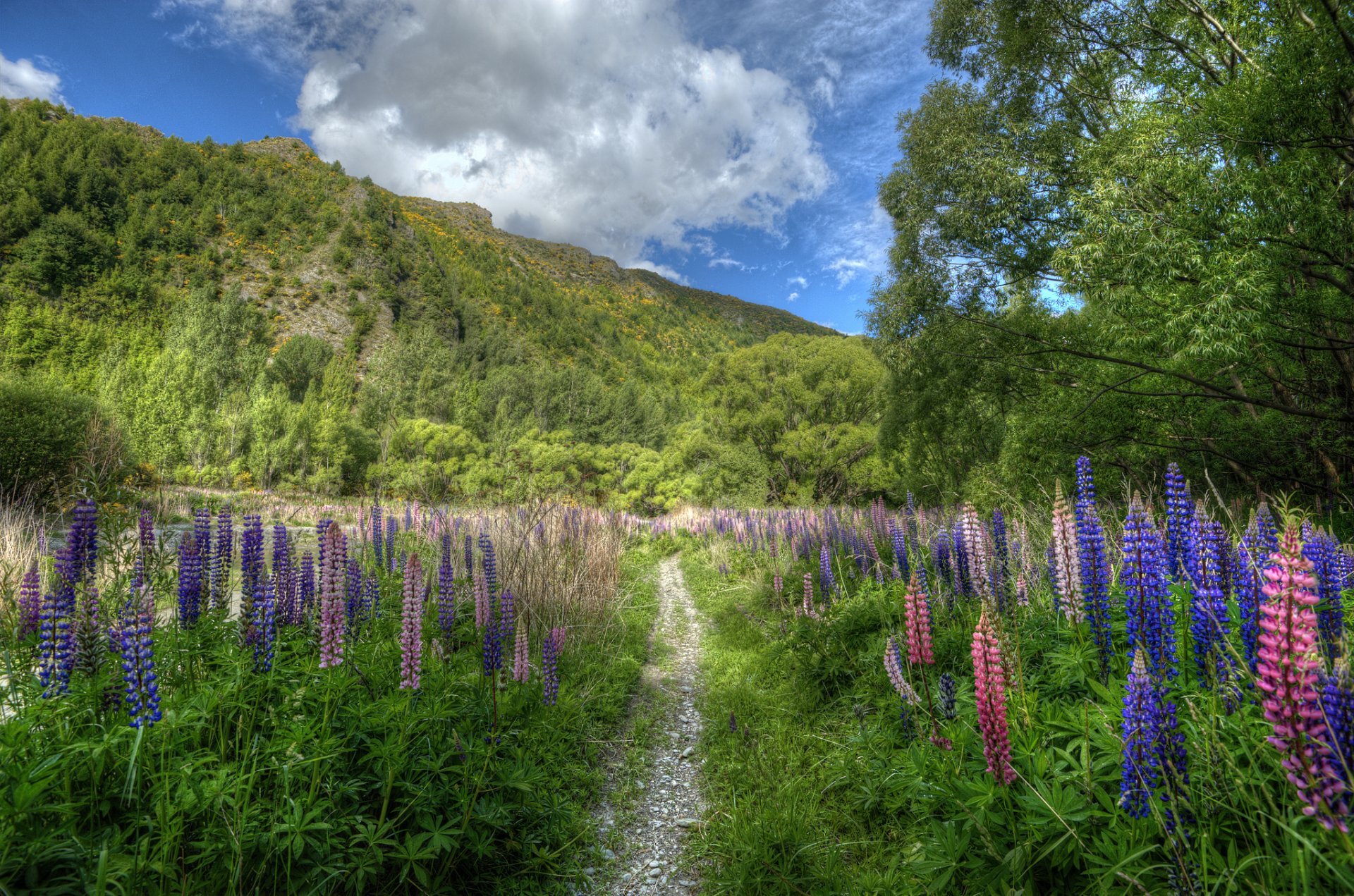 nouvelle-zélande montagne fleurs lupins sentier