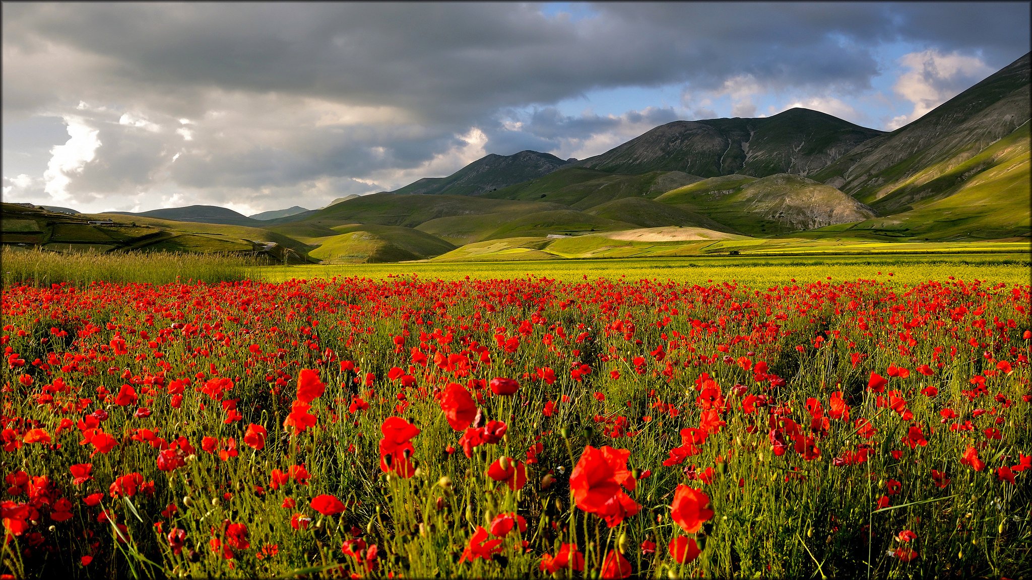 mountain valley the field poppie