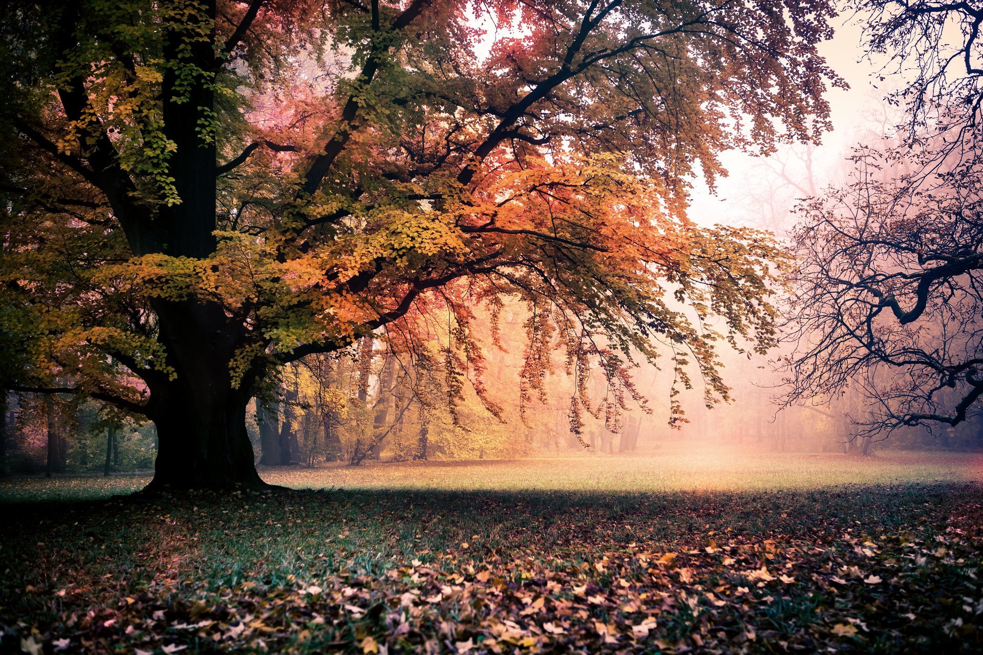 paysage automne or arbres feuillage nature