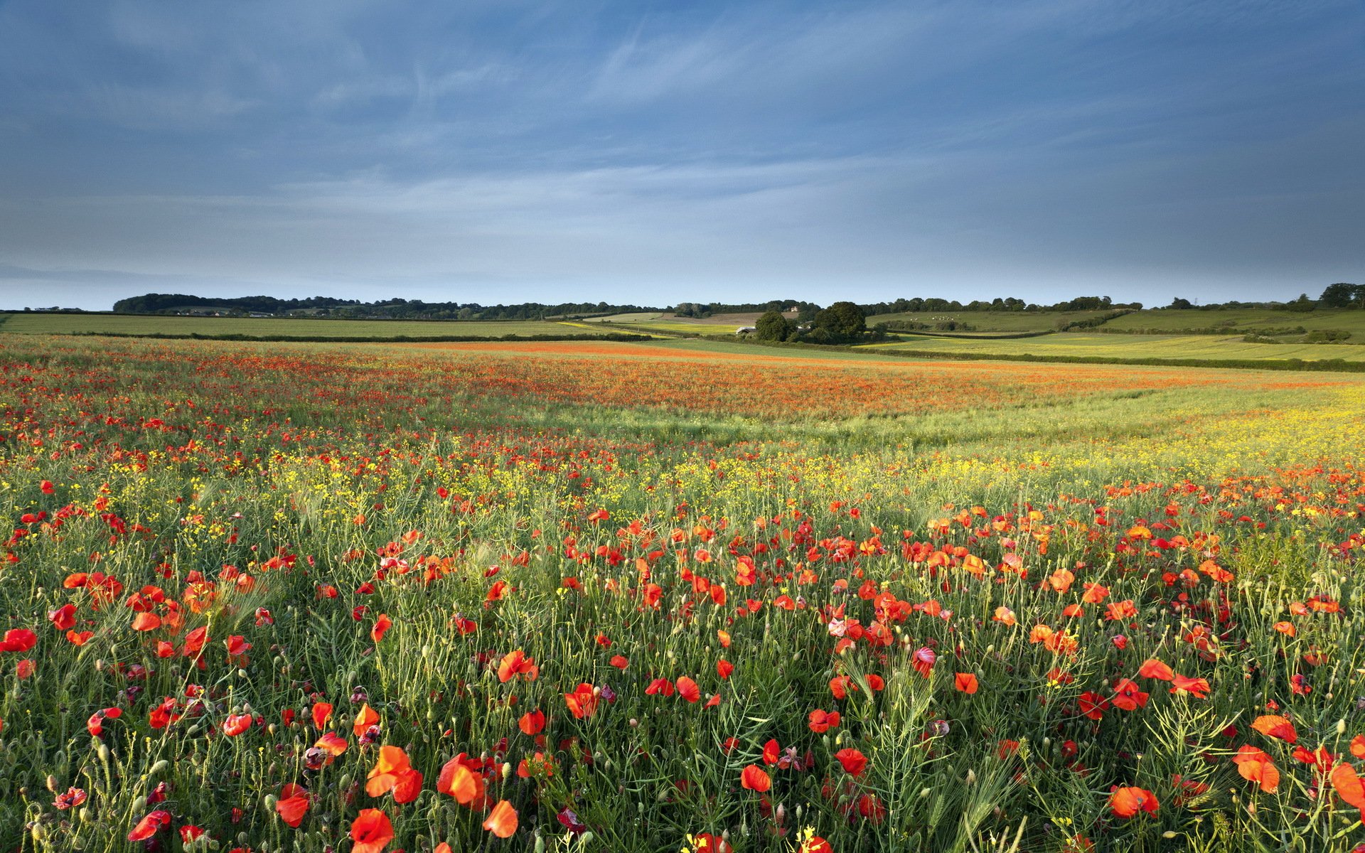 champ coquelicots été nature paysage