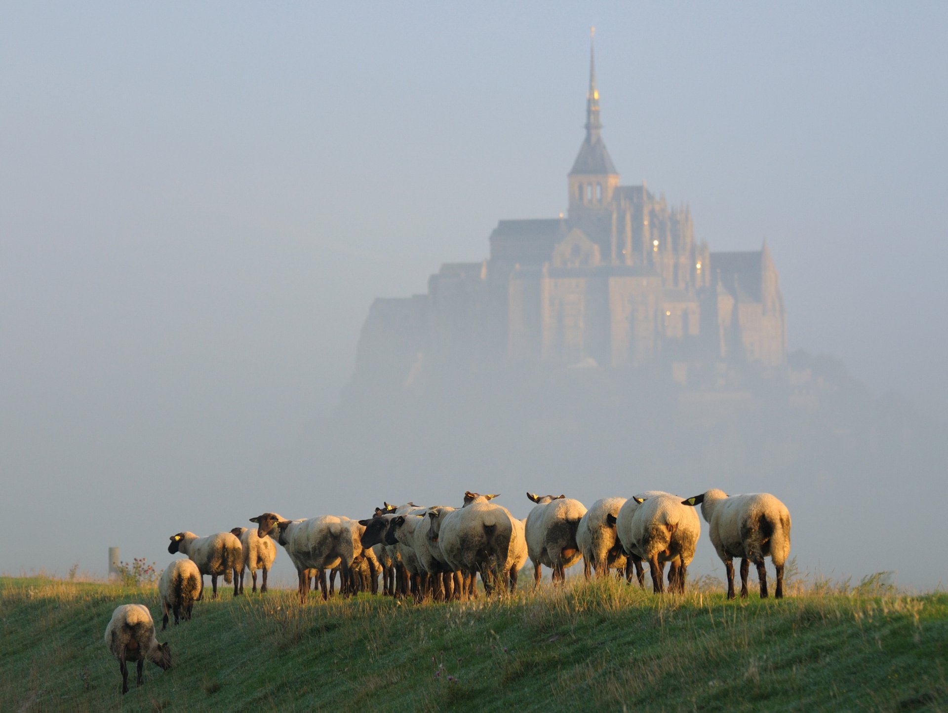 wyspa mont saint-michel poranek mgła owce stado