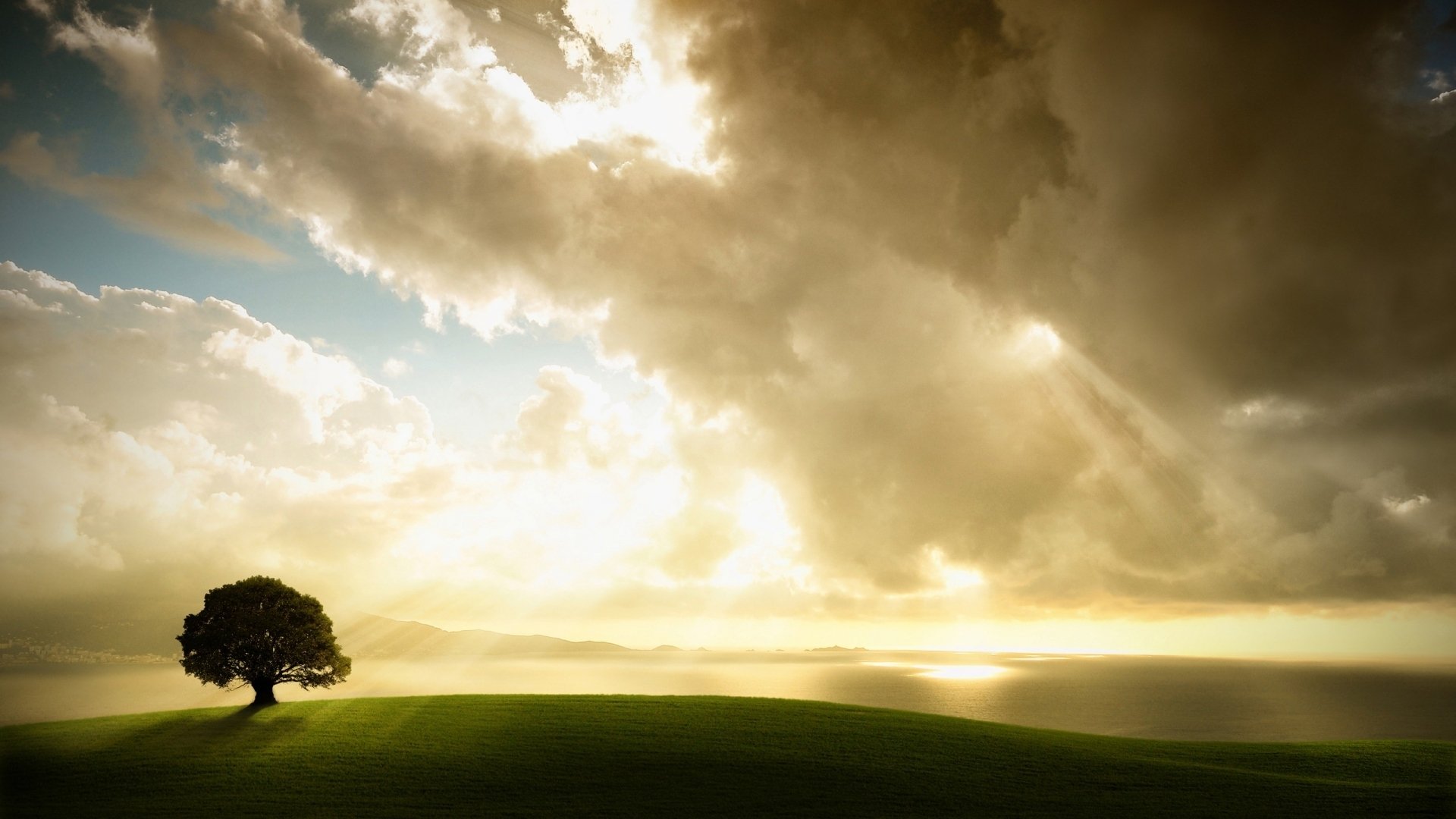 árbol luz del sol cielo nubes campo