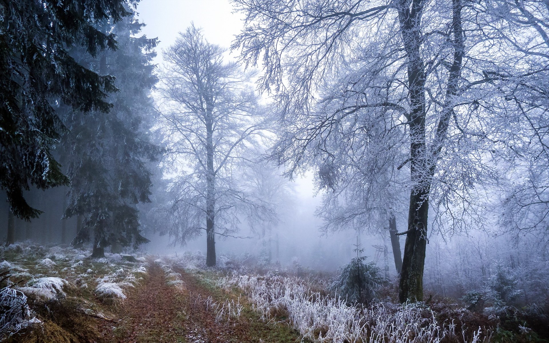 forêt hiver givre