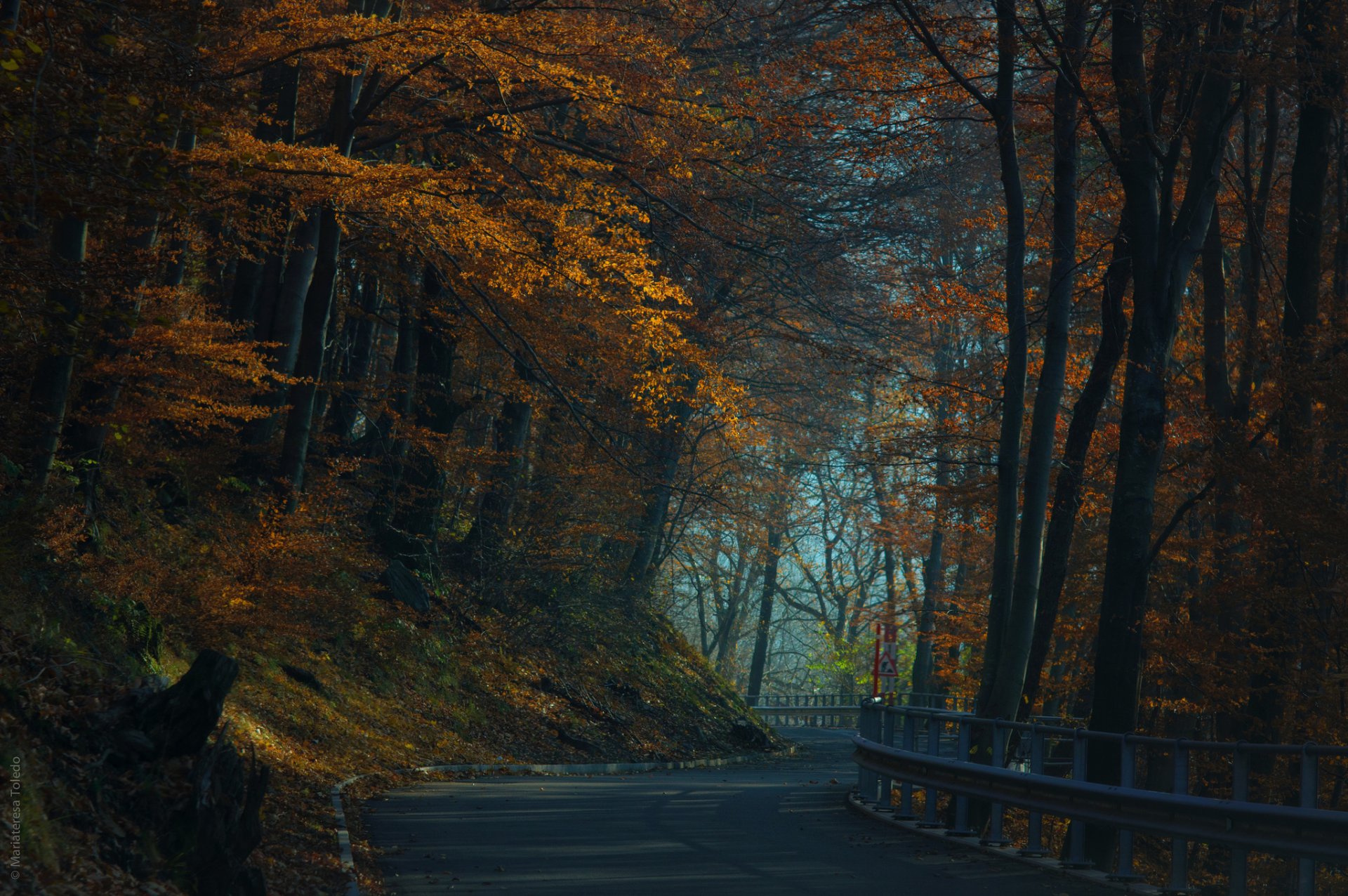 autunno foresta strada