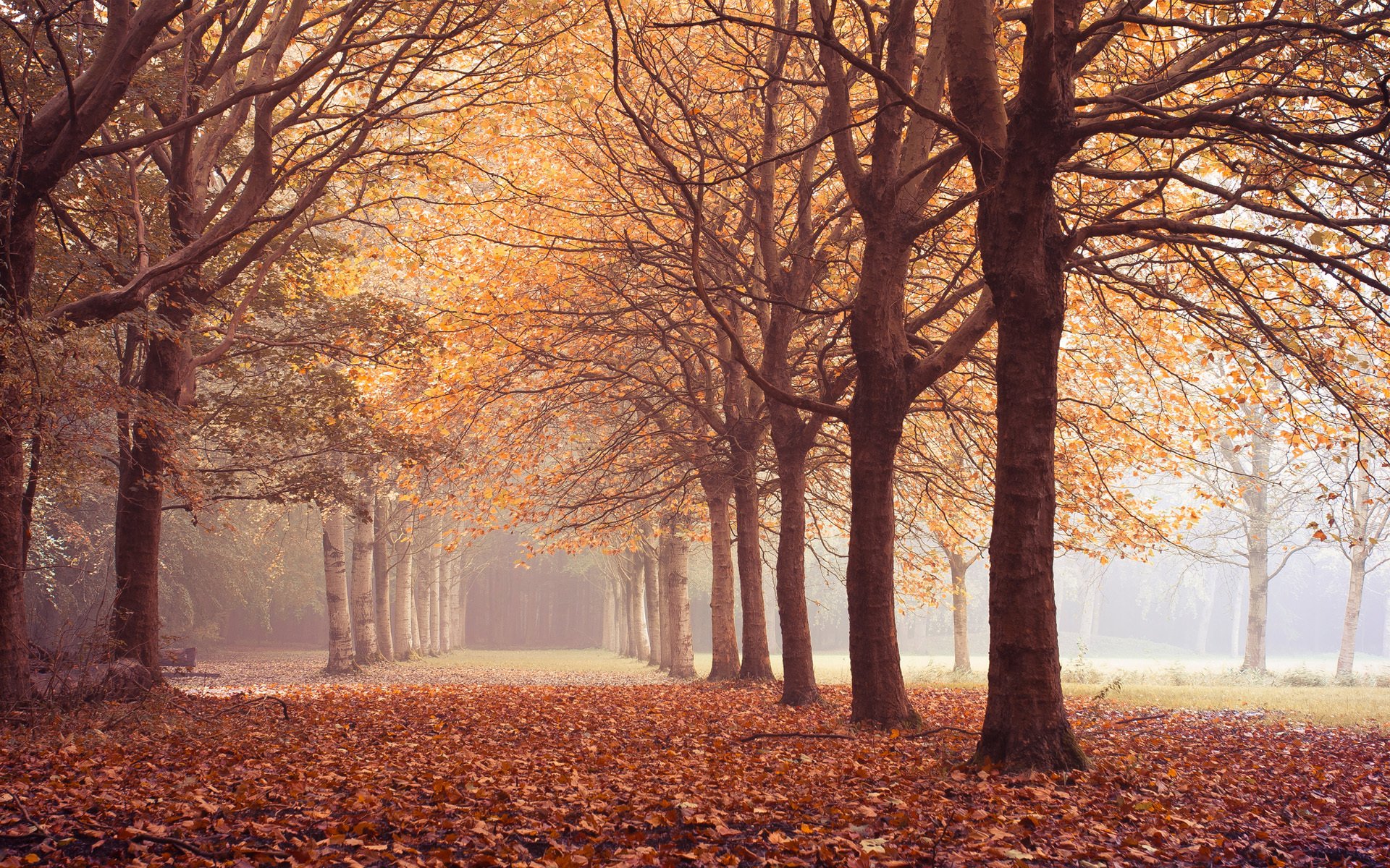 arbres automne feuilles ruelle silence