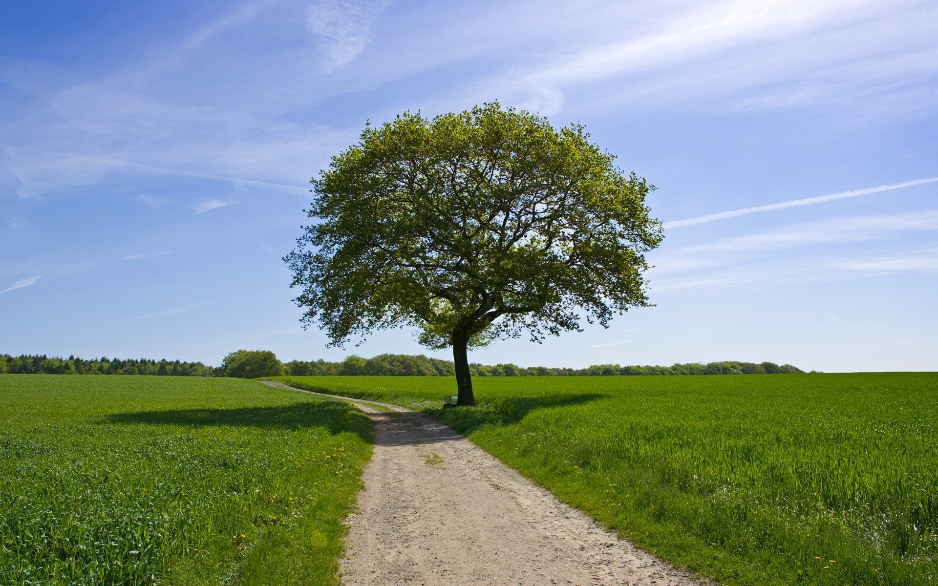 estate verde campo strada cielo albero