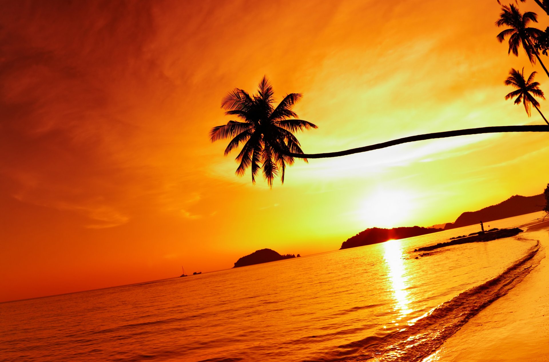 ocean sea palm trees clouds sky beach shore nature landscape tropical beach sunset poppy island thailand crying palm sun poppy island crying palm