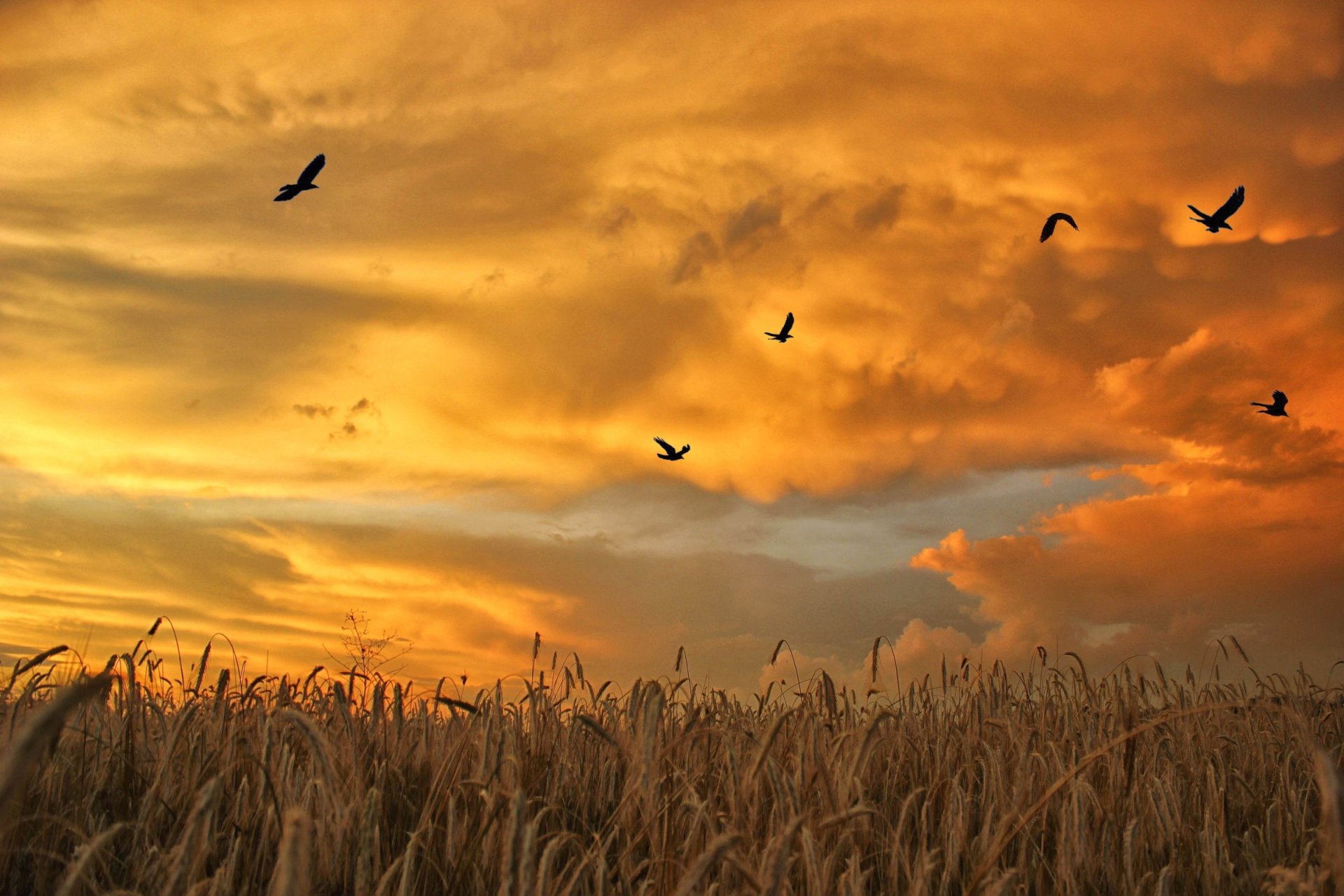 campo spighette gregge uccelli cielo nuvole alba tramonto