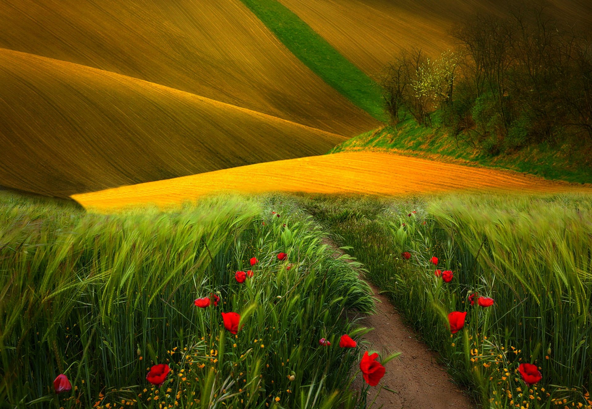 champ herbe coquelicots arbres nature paysage vue couleurs fleurs niva chemin vue