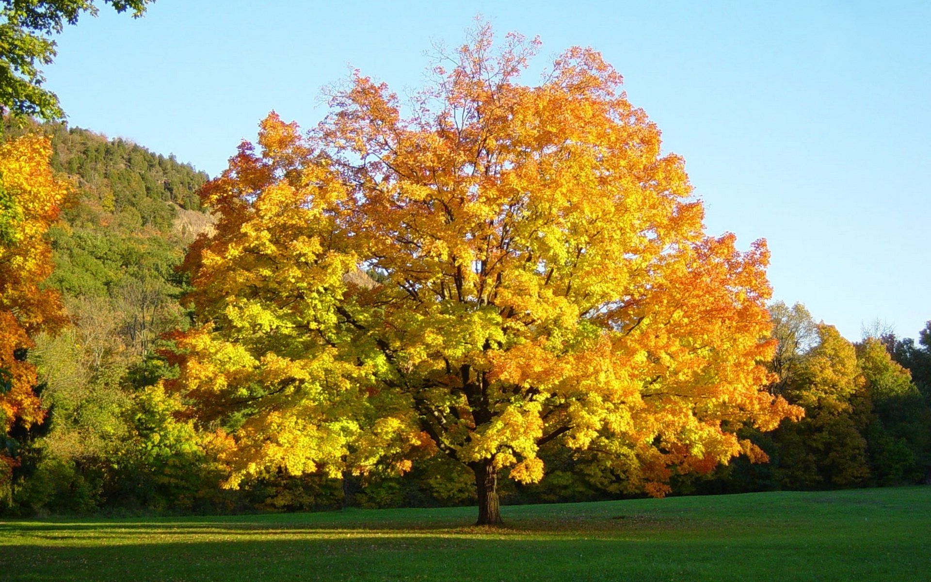 autunno albero foglie carta da parati