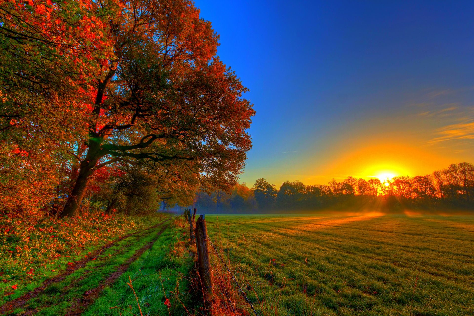 natura foresta alberi foglie colorato strada autunno caduta colori passeggiata sole tramonto prato erba