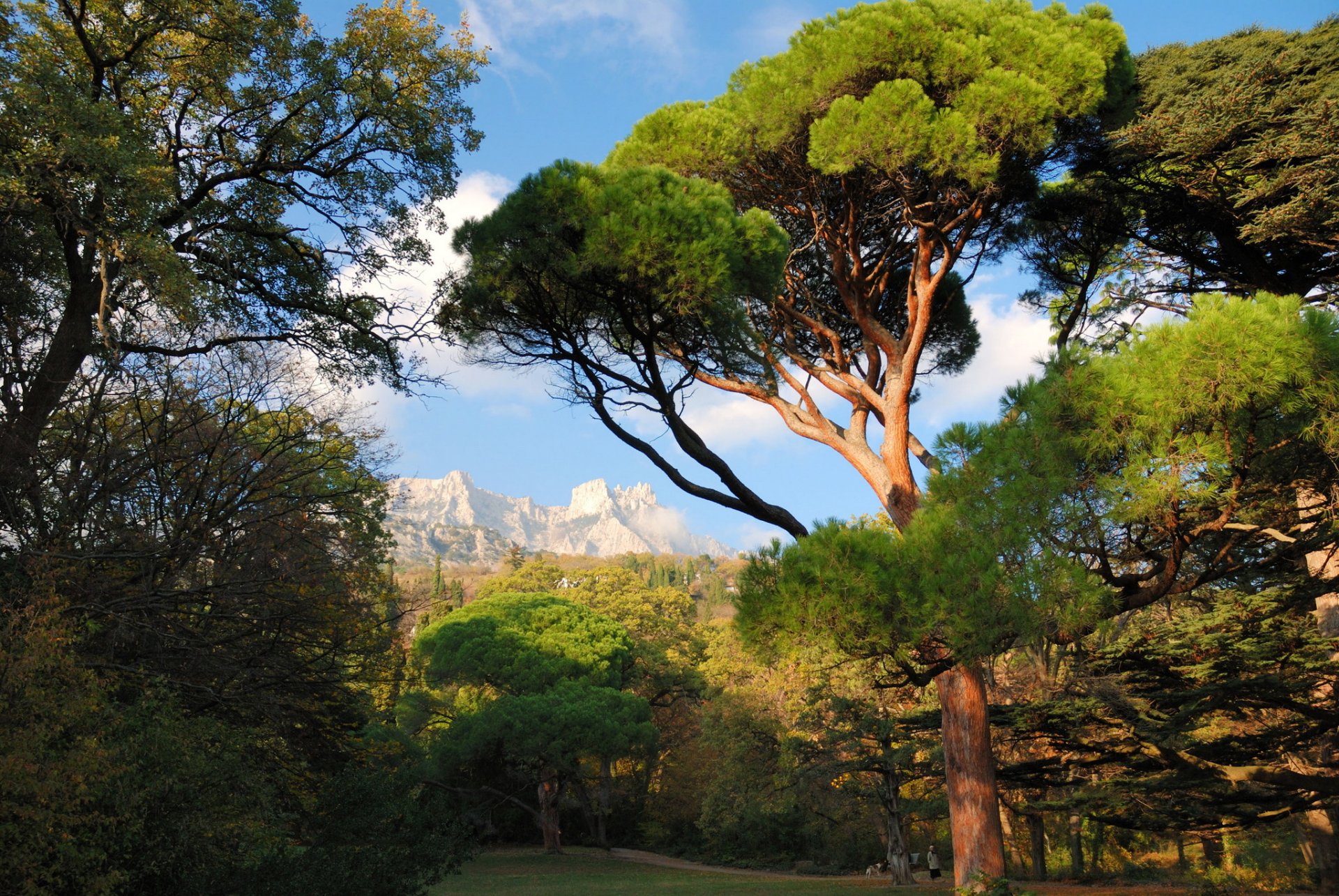 ukraine crimée mishor arbres montagnes parc nature