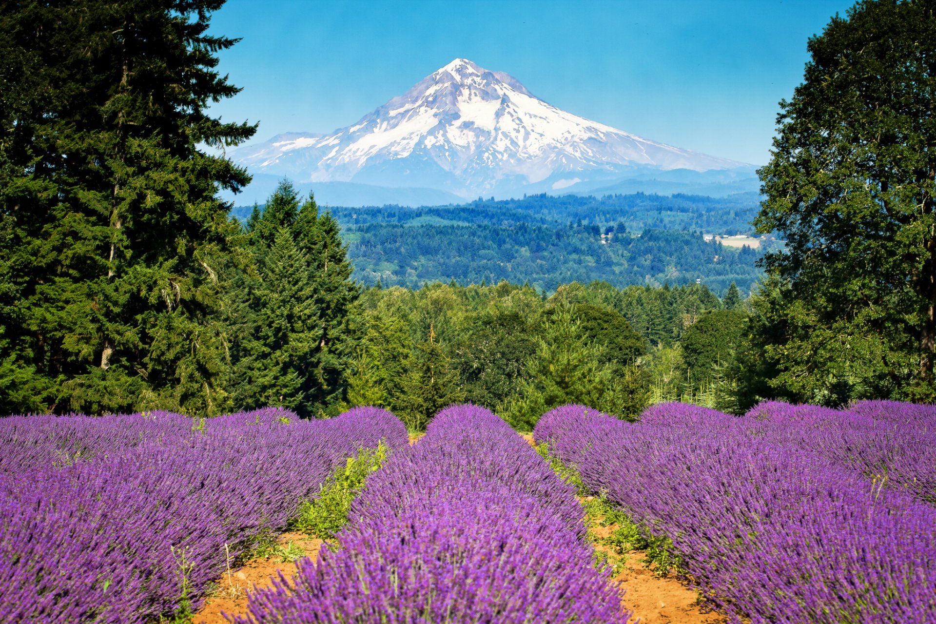 mount hood portland oregon montagne lavande arbres champ