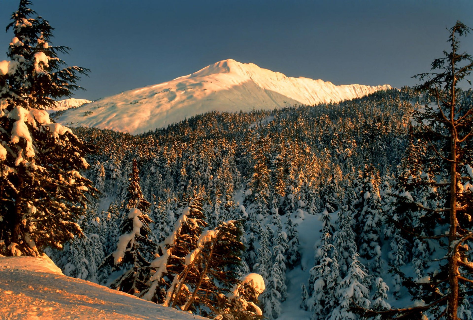 paesaggio montagne parco foresta alberi neve inverno