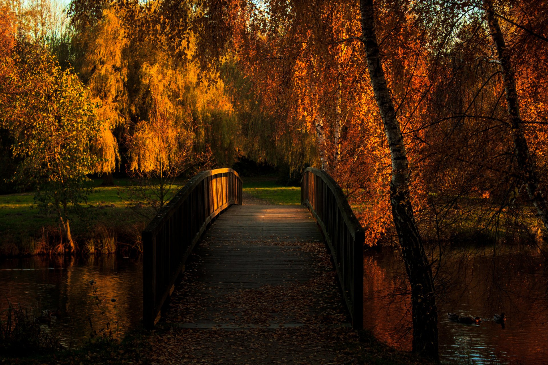 jesień park staw most kaczki