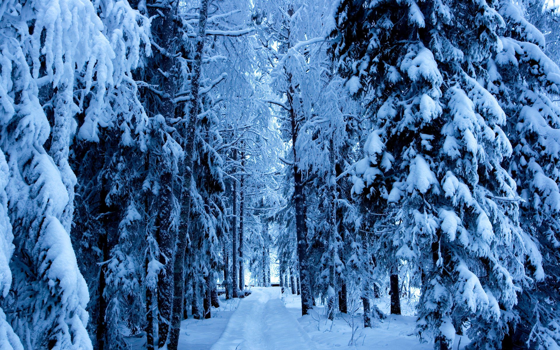 winter forest tree spruce road