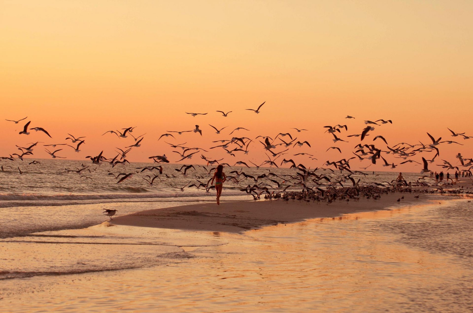 ea beach birds gulls sunset walk