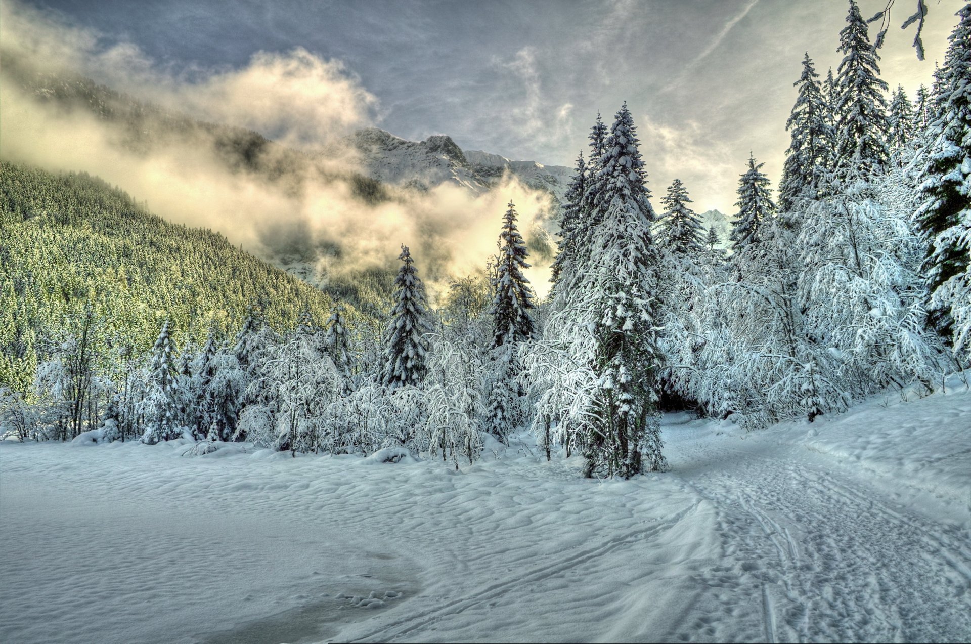 inverno foresta neve alberi sentiero nuvole nebbia natura montagne