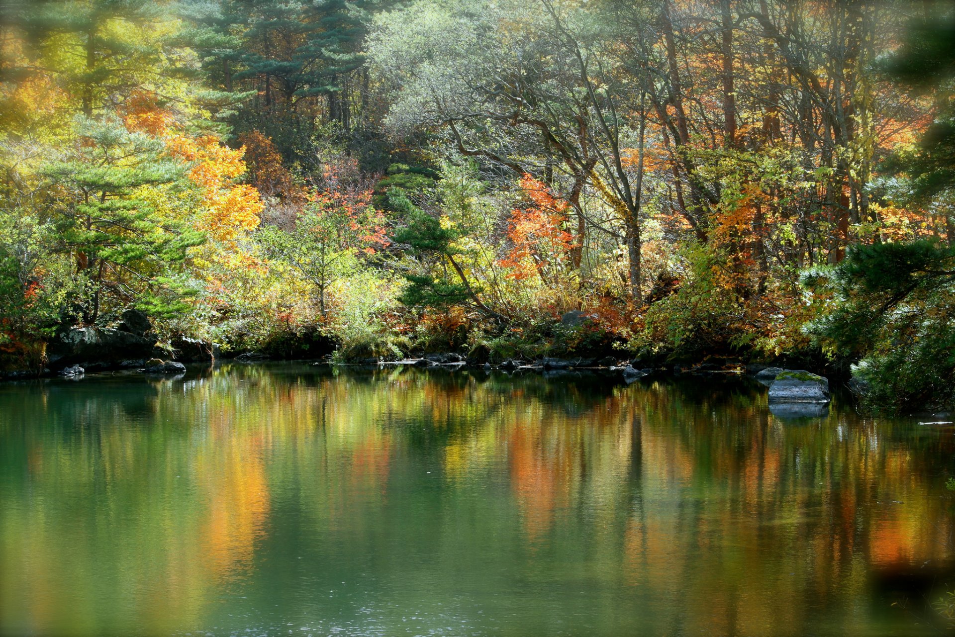 herbst wald see reflexion