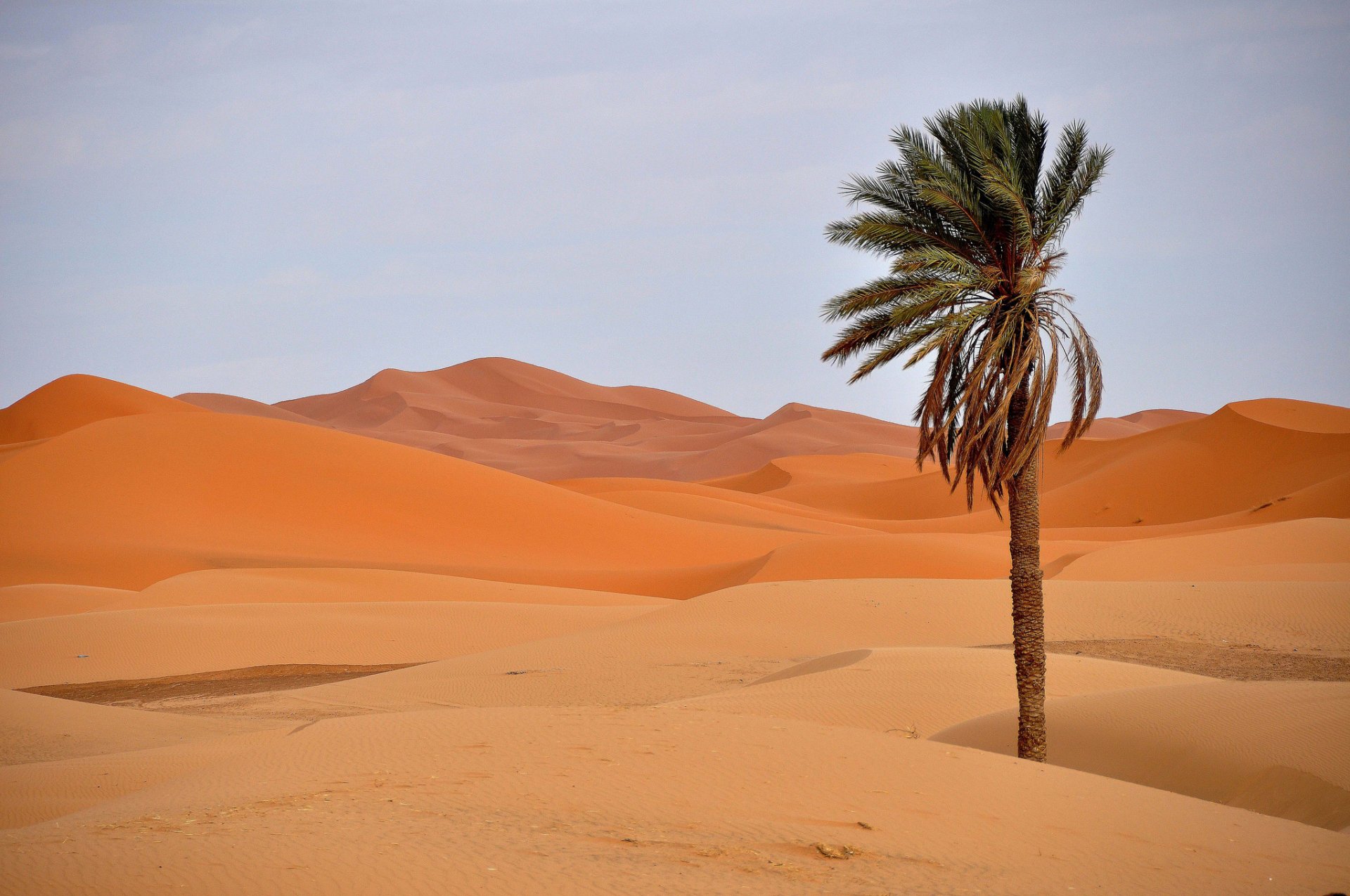 deserto sabbia barkhany palma