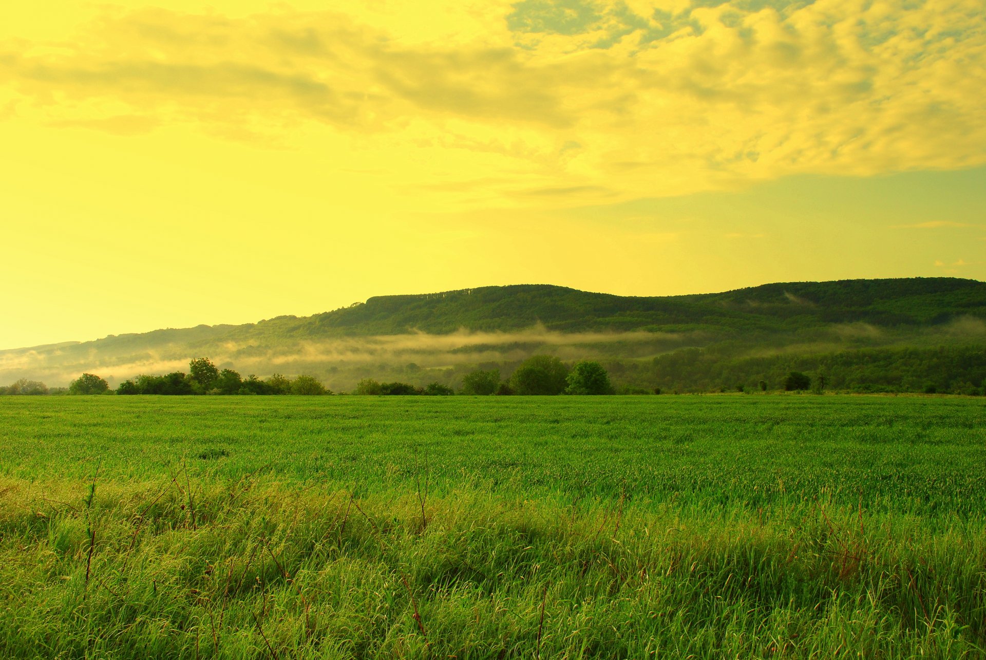 the field grass hills forest tree small haze sky cloud