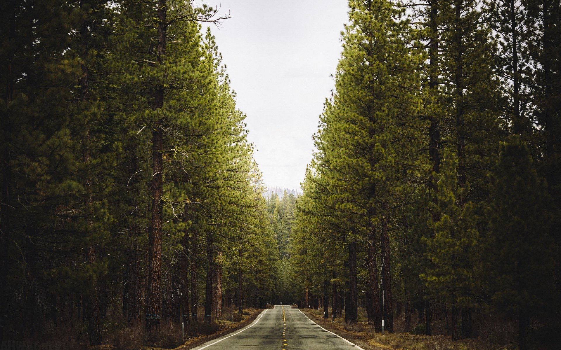 bosque camino paisaje