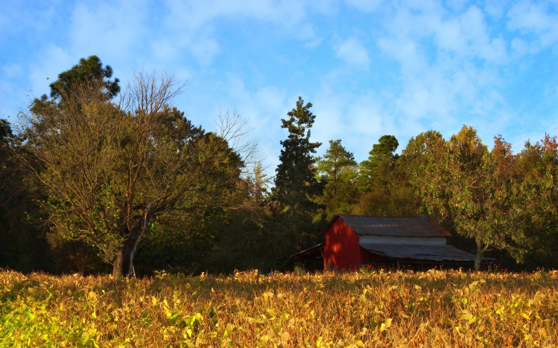 autumn field forest tree sky clouds house sarah