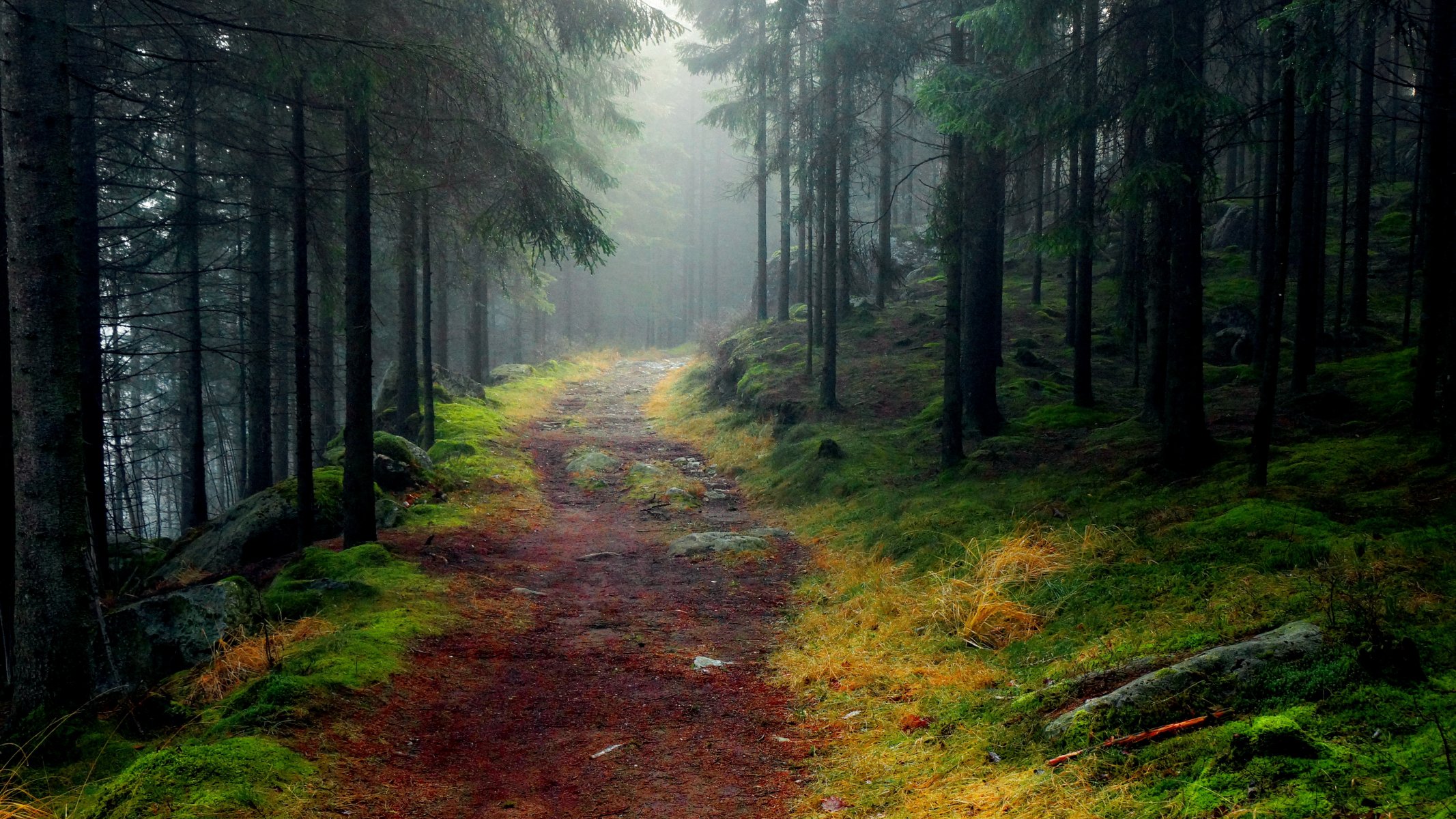 paisaje bosque árboles camino piedras musgo niebla abeto