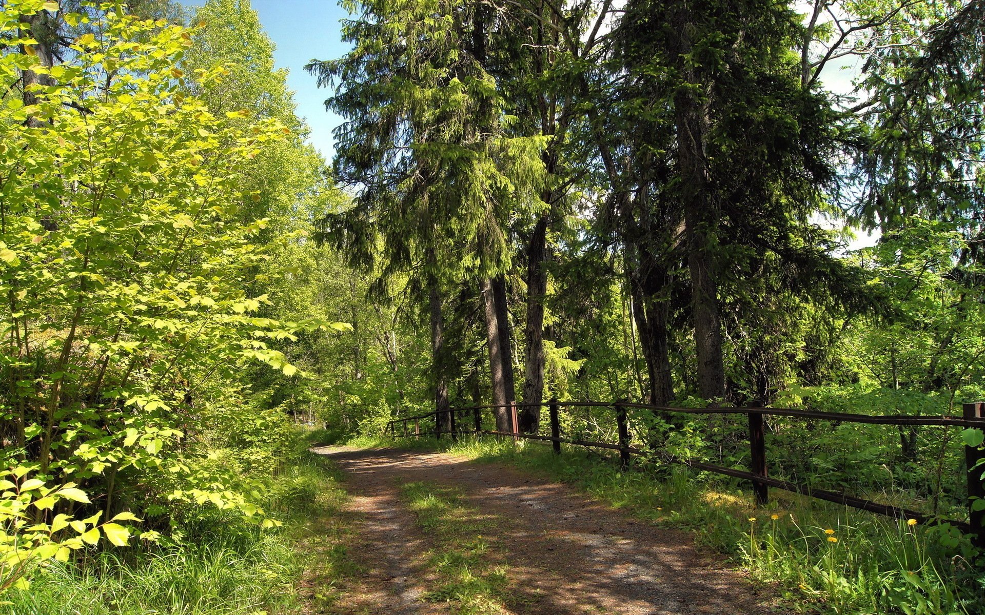 sommer wald straße natur