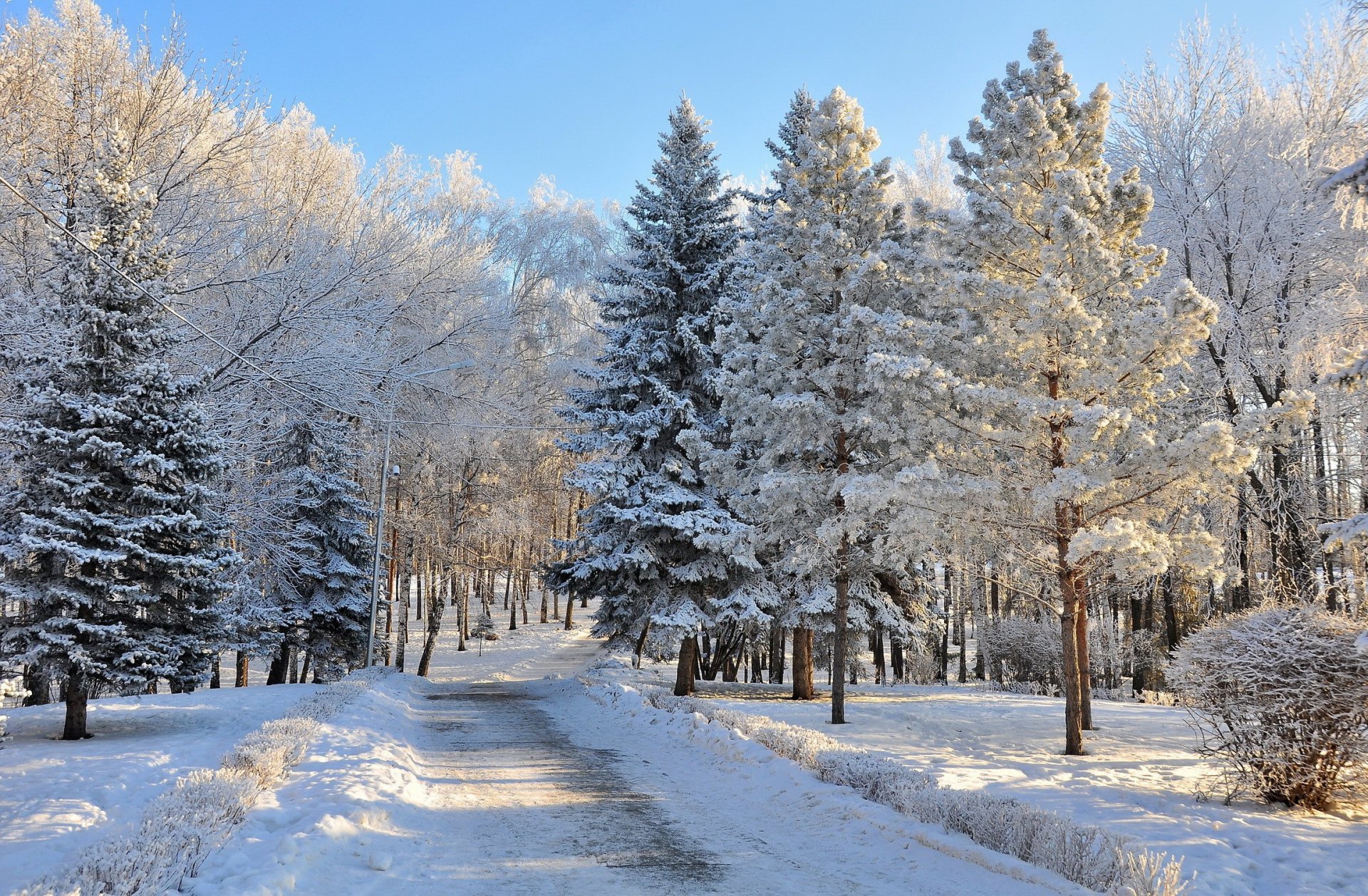 invierno bosque carretera nieve