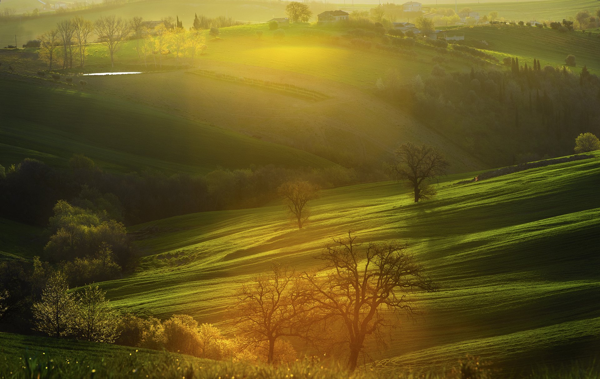 italie alba collines arbres maisons champs matin